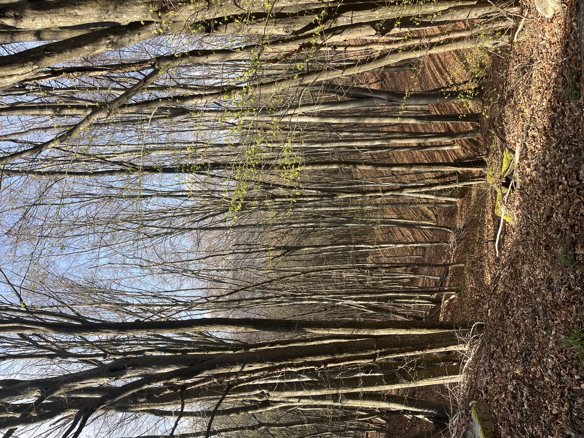 Spring blooms and forest changes documented in Apriltsi, Bulgaria