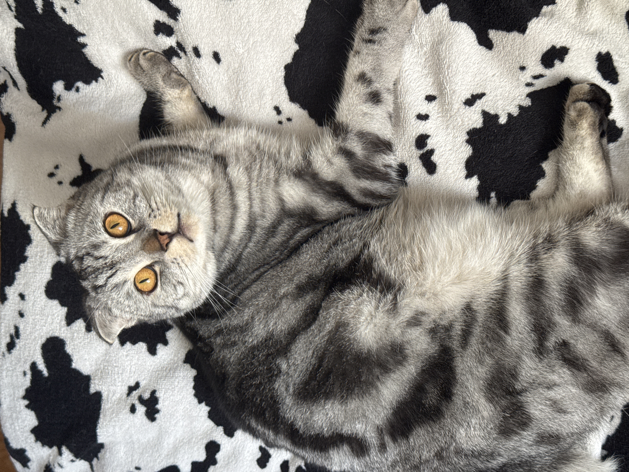 Scottish Fold cat photographed in Kazan residential area