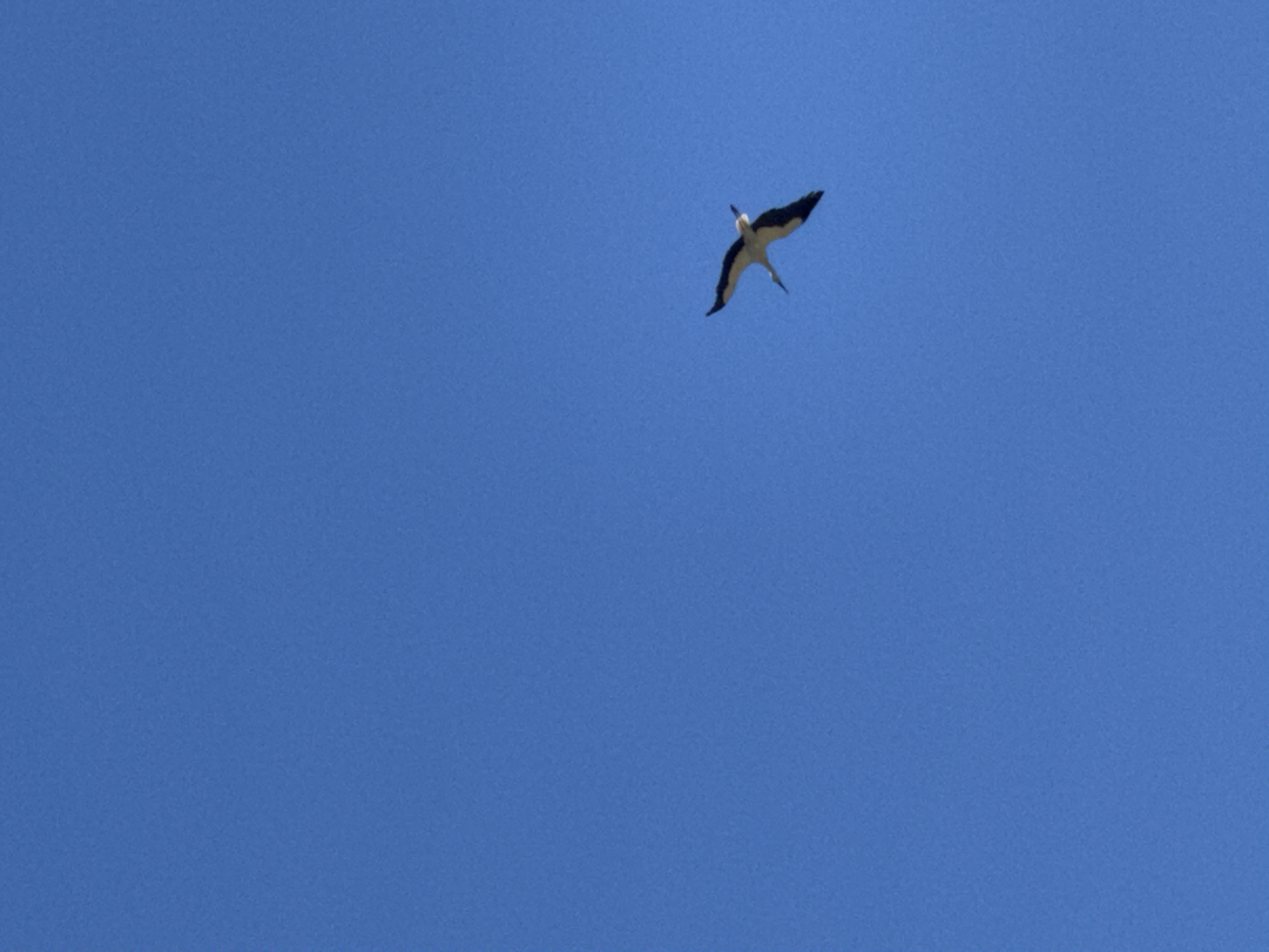 Bird spotted soaring over Razlog, Bulgaria on sunny morning