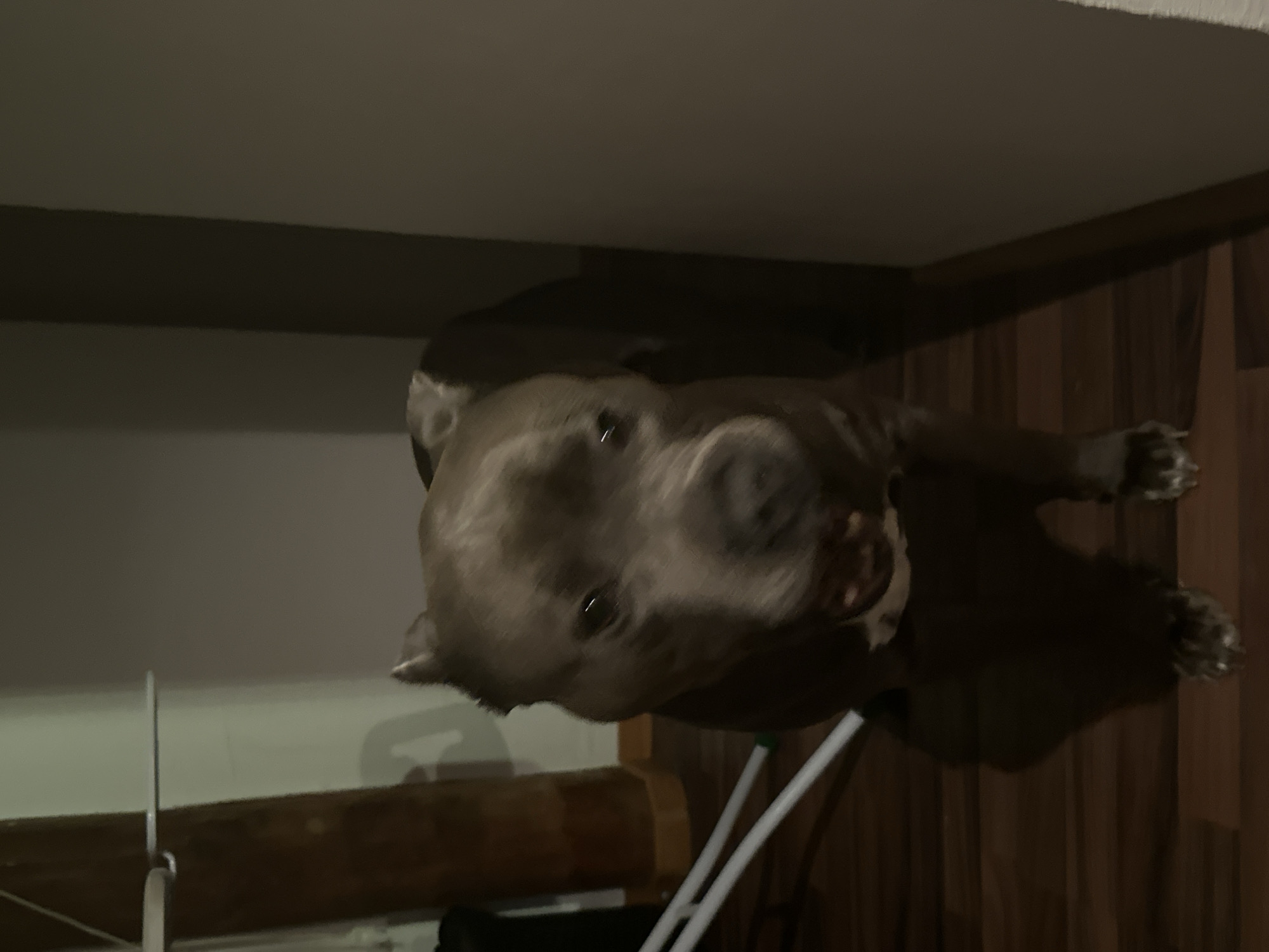 Gray pit bull photographed at home in Heinebach