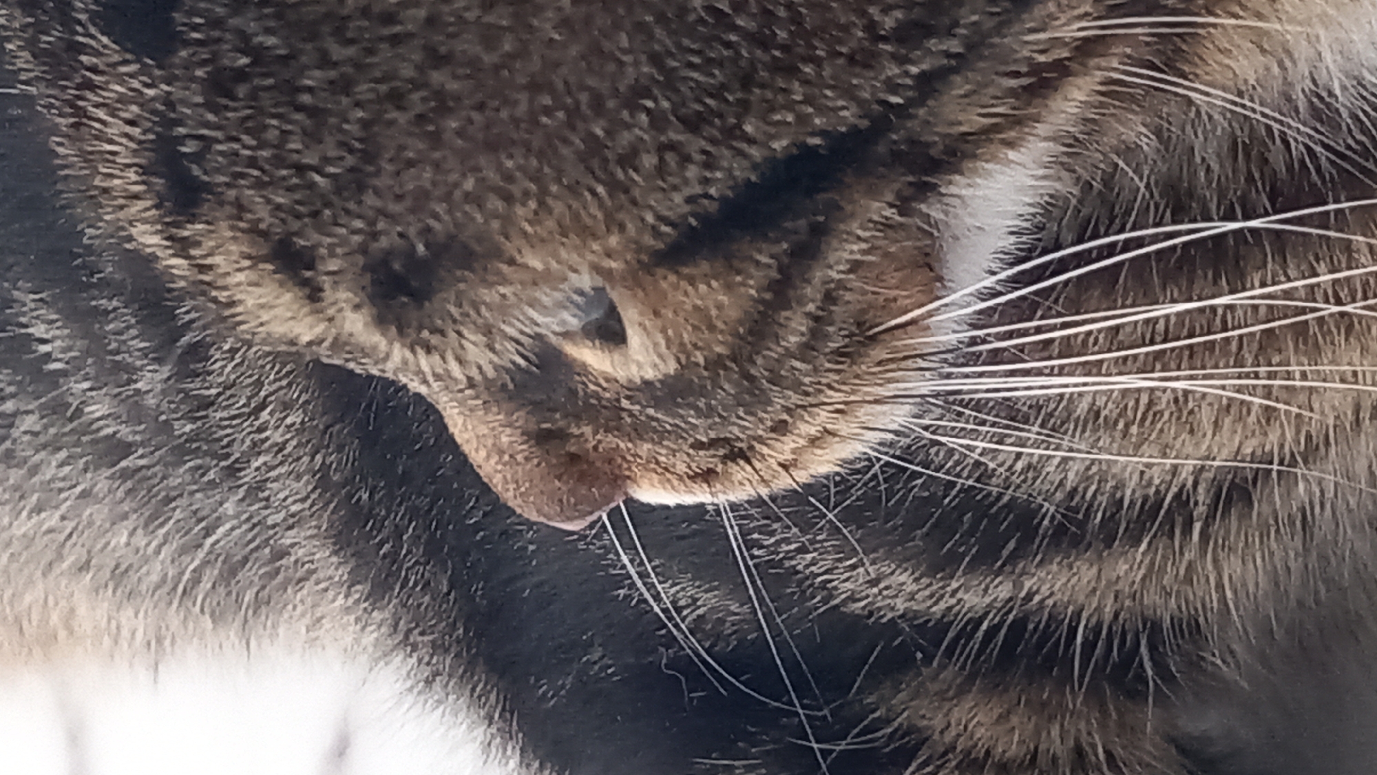 Tabby cat resting and eating on a Greek morning