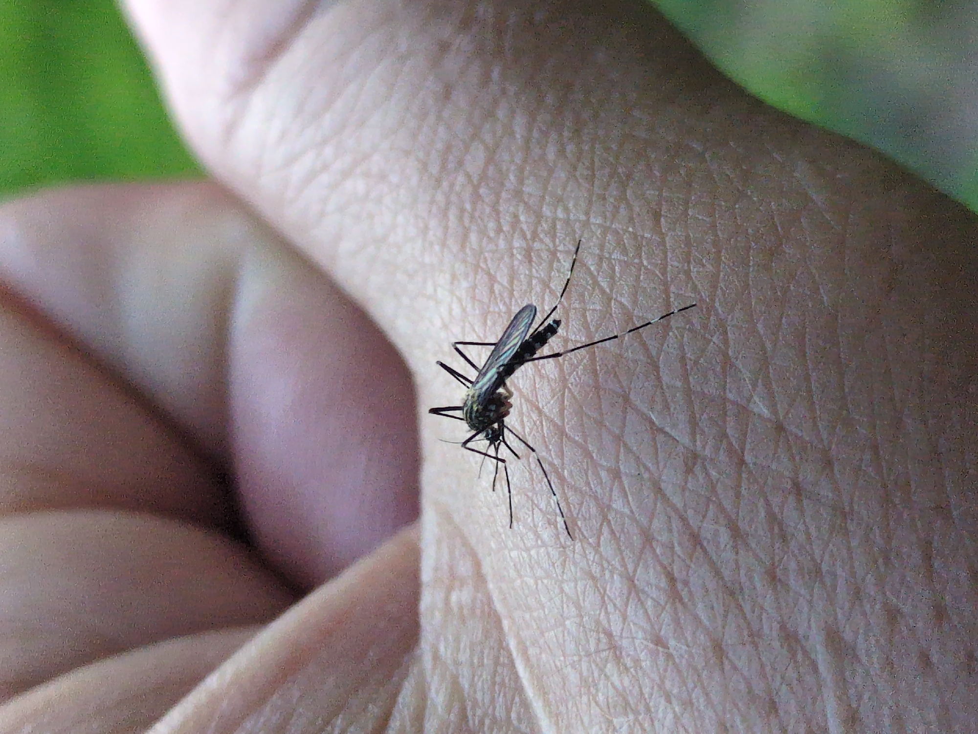 Mosquito bite recorded in South Korea