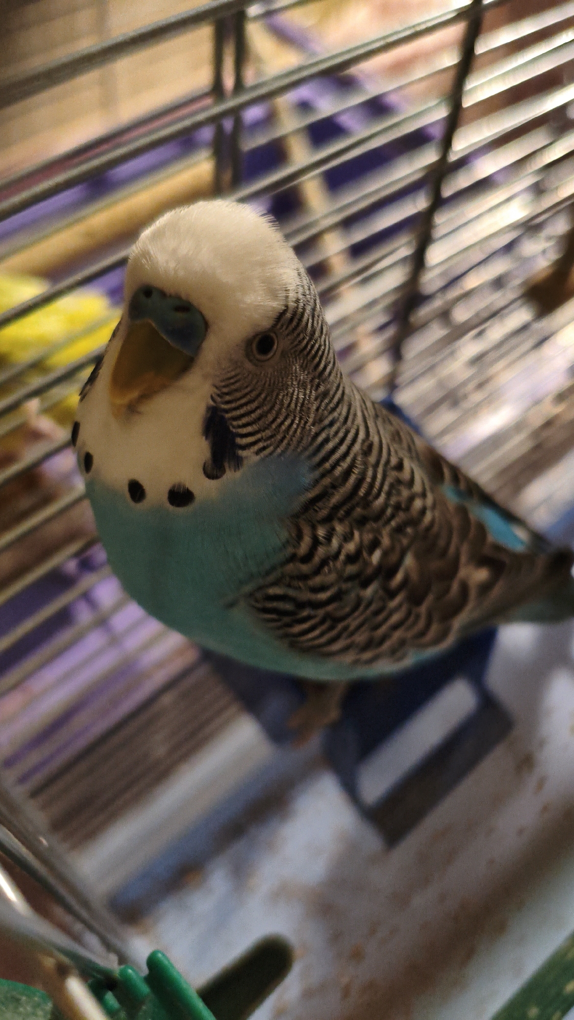 Caged pet birds and small domestic scenes in Kharkiv