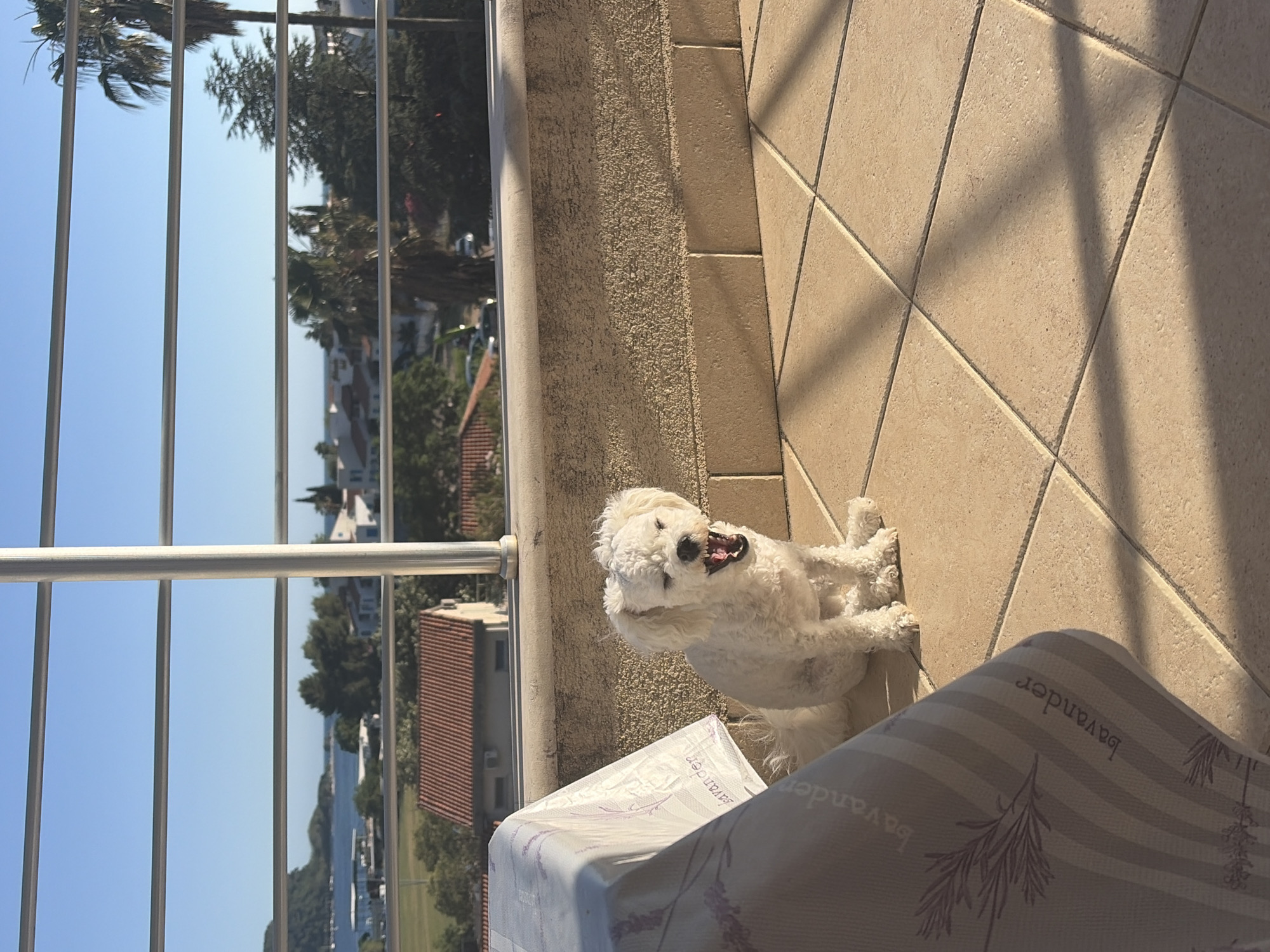 Afternoon balcony gathering with dog captured in Budva Montenegro