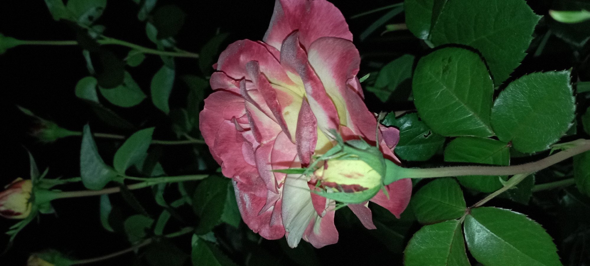 Evening rose garden in Radisne, Ukraine — close-up bloom series