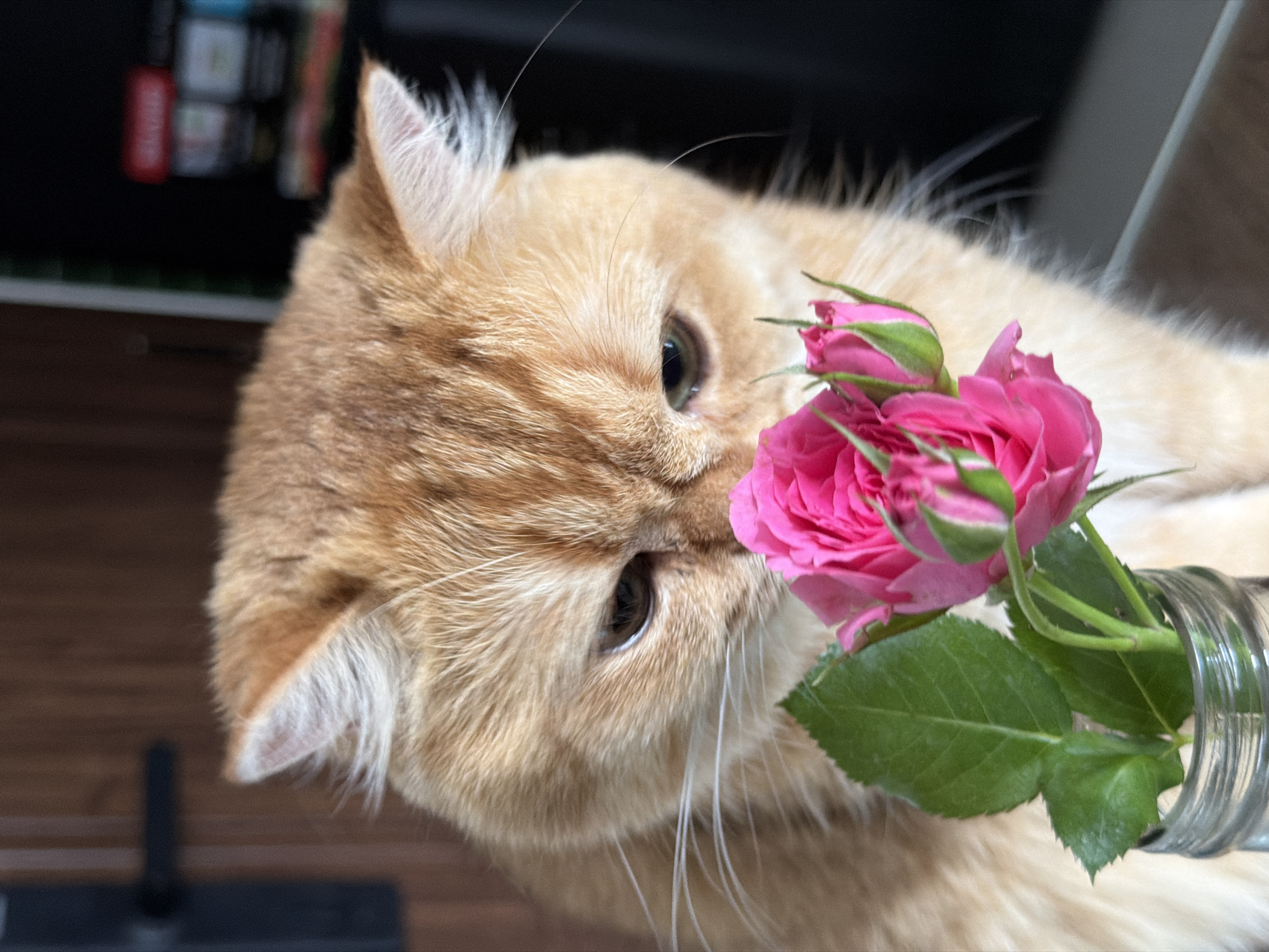 Cat and roses: quiet morning moments in Vietnam bedroom
