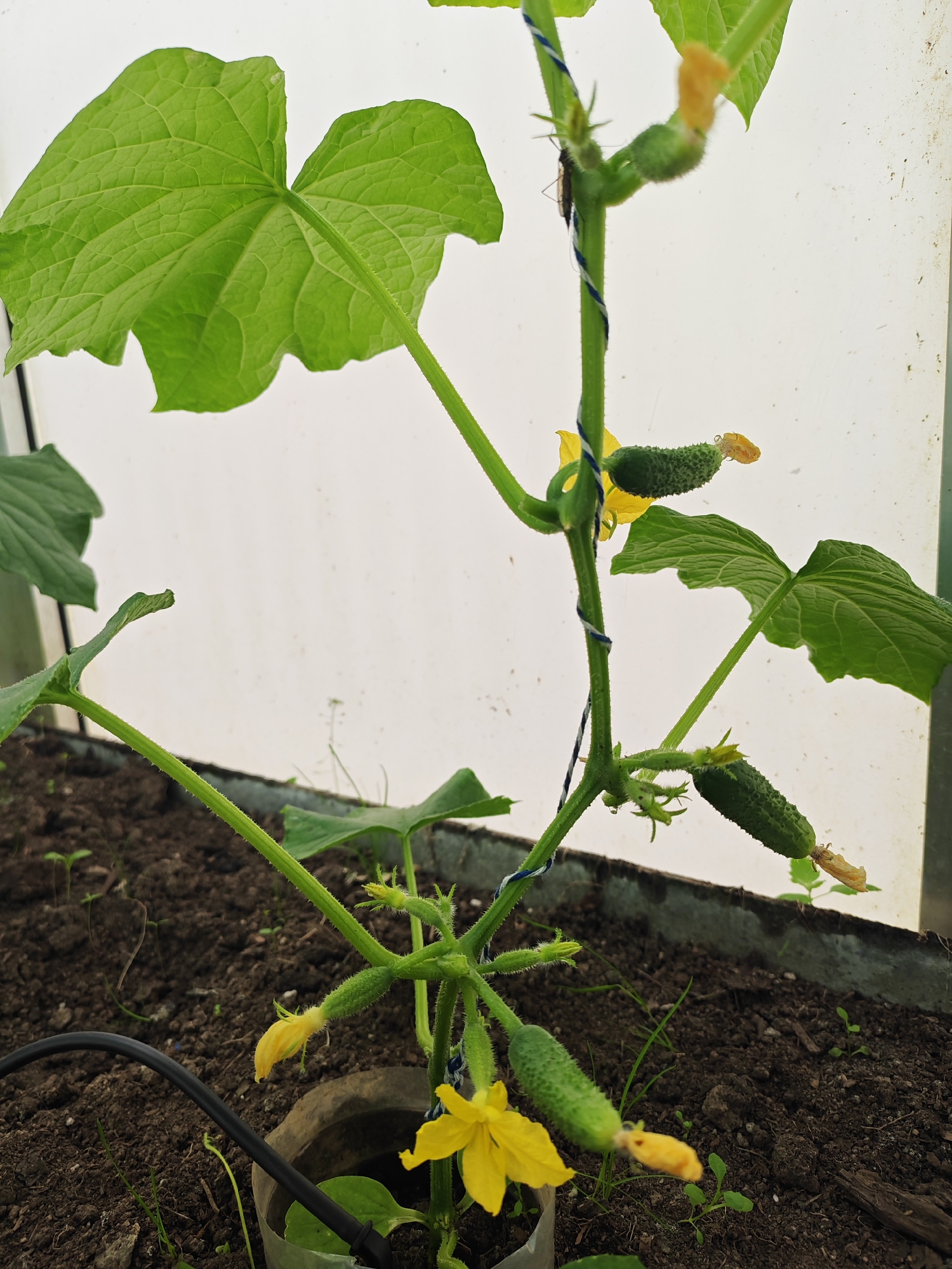 Morning garden tour and fresh breakfast documented in Rybolovo