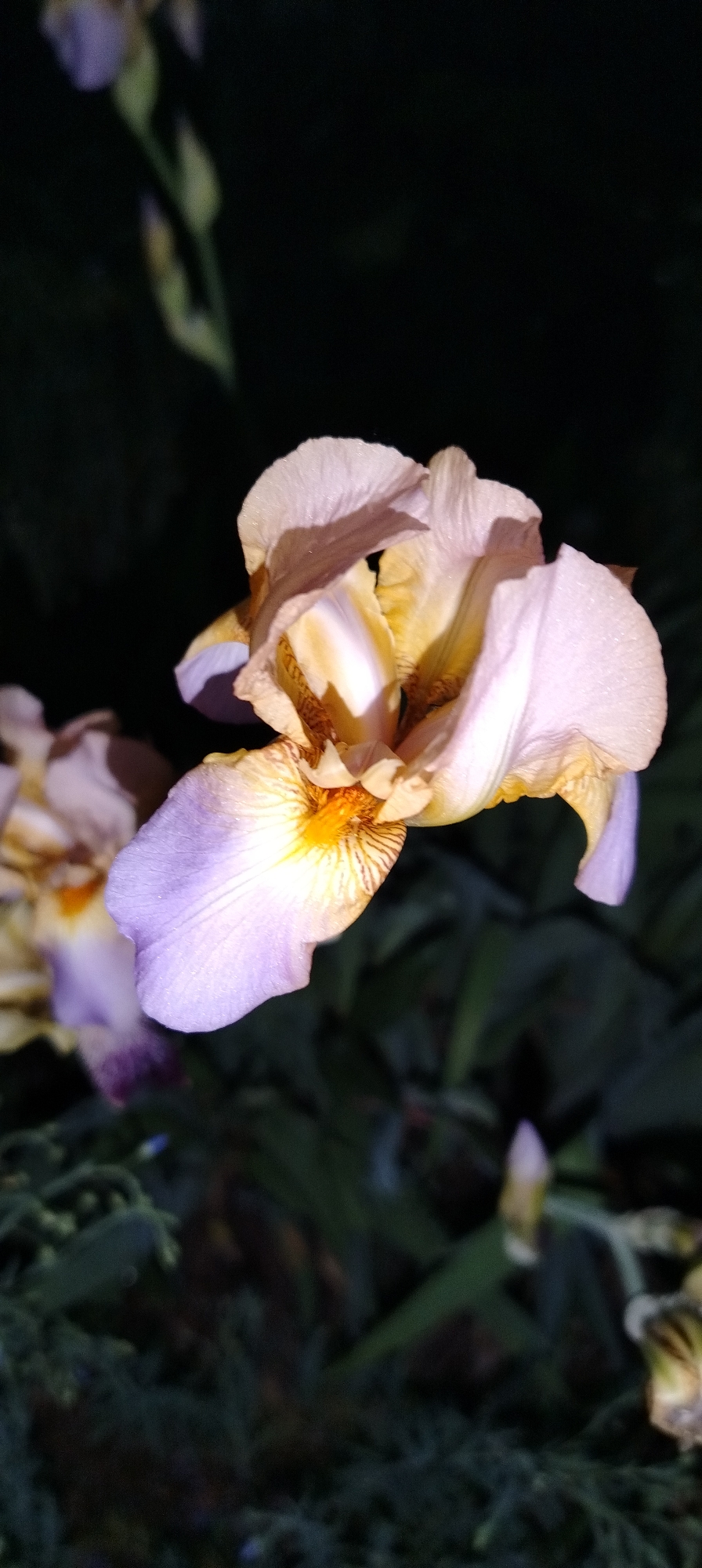 Nighttime flower photography session documented in rain-soaked Chaikovsky garden