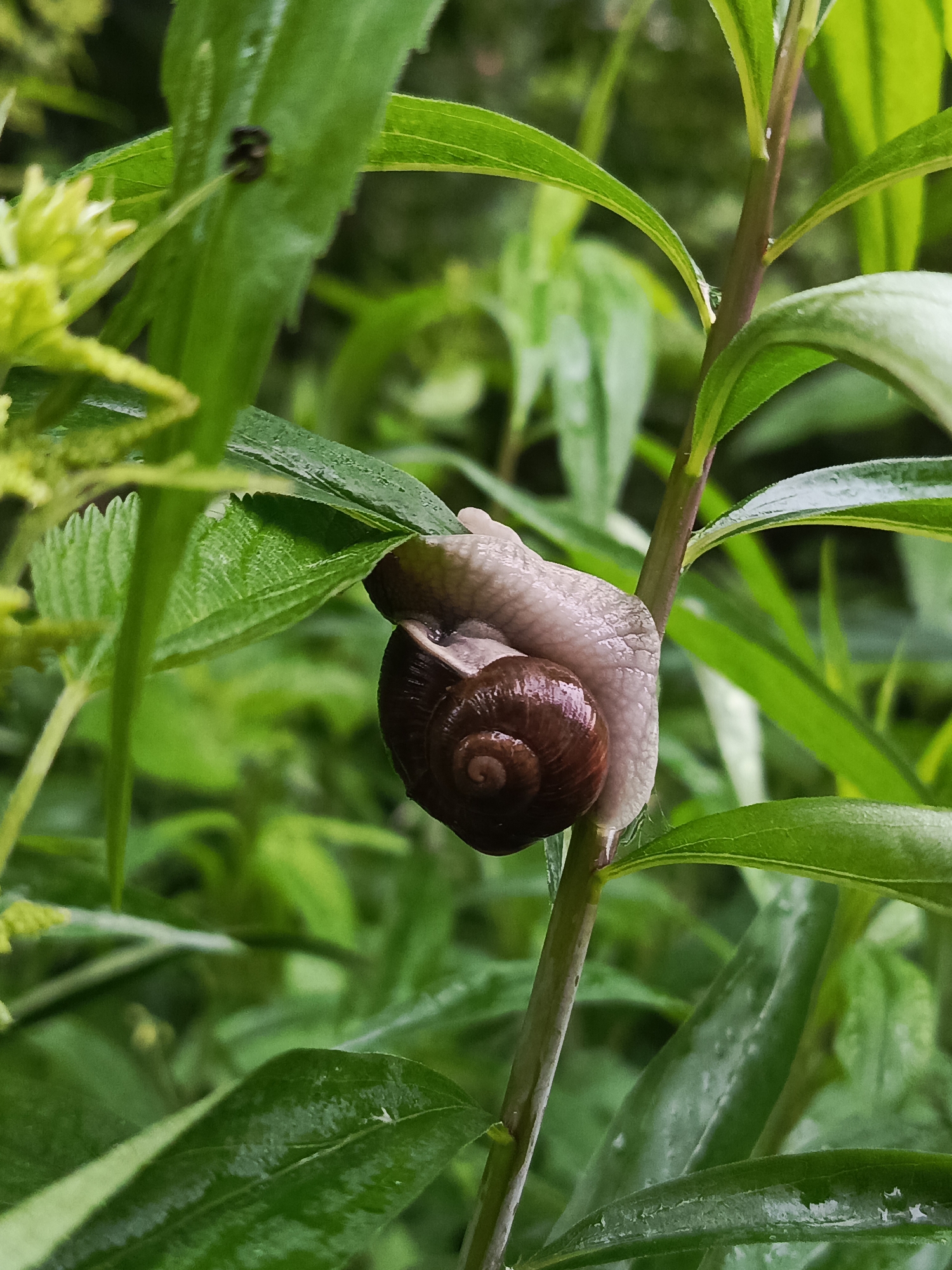 Garden snail navigates through green plants in Chaikovsky