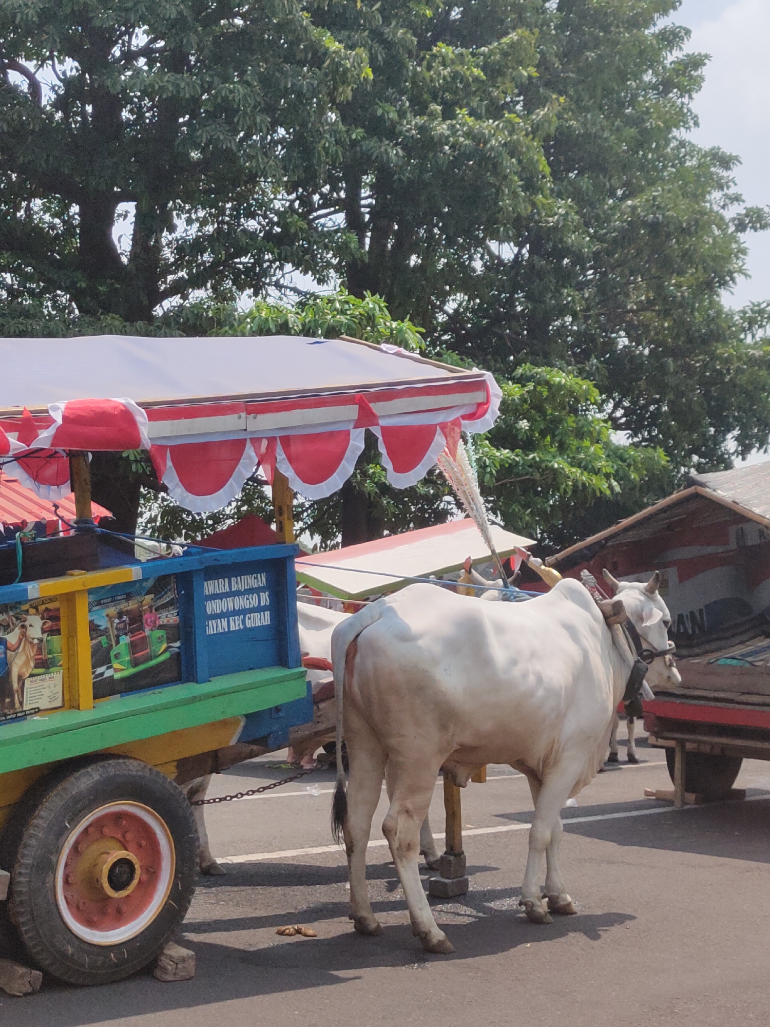 Decorated ox-cart parade marks Indonesian Independence Day in Ngasem