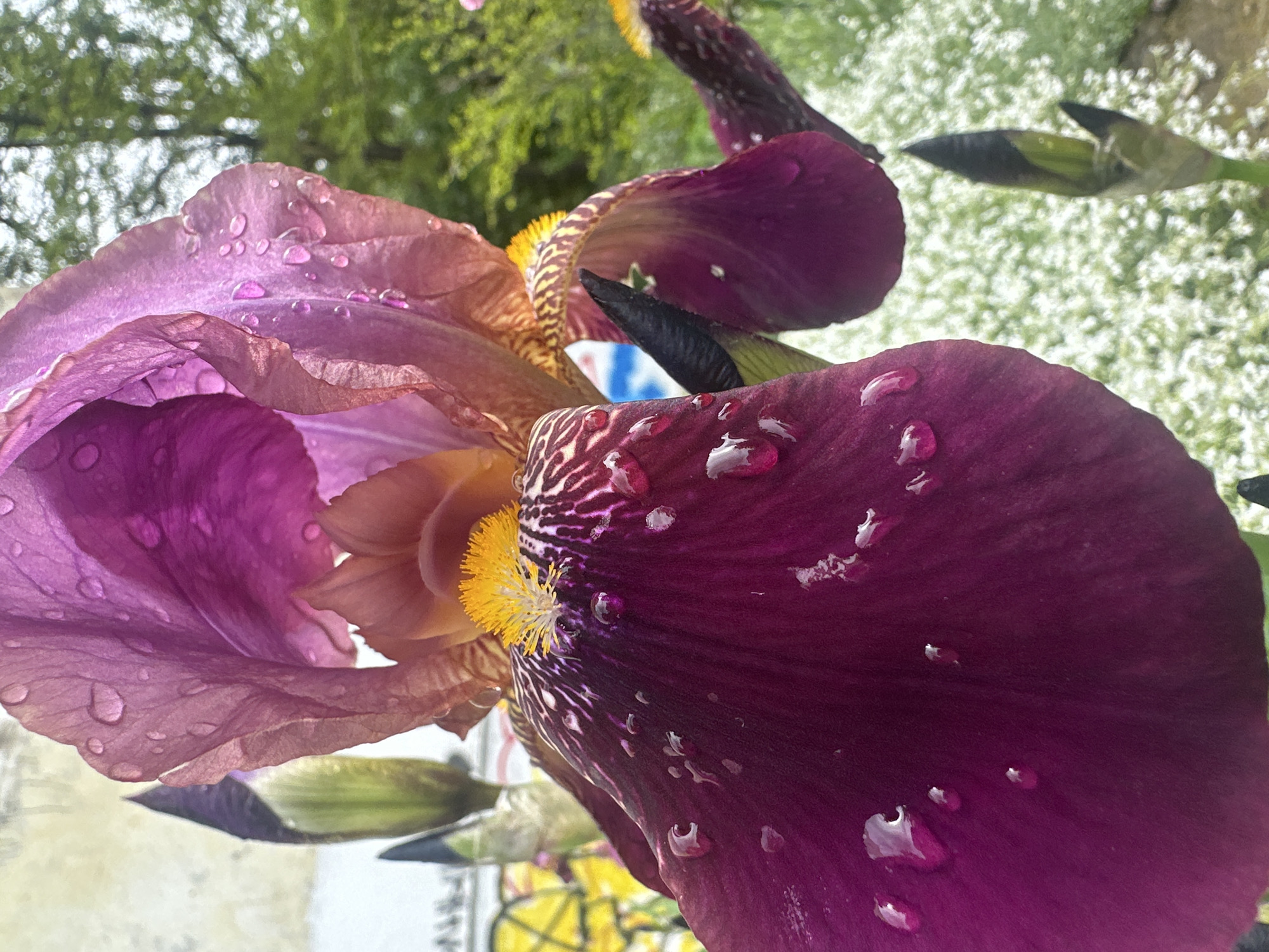 Morning garden flowers documented in bloom across Stavropol, Russia