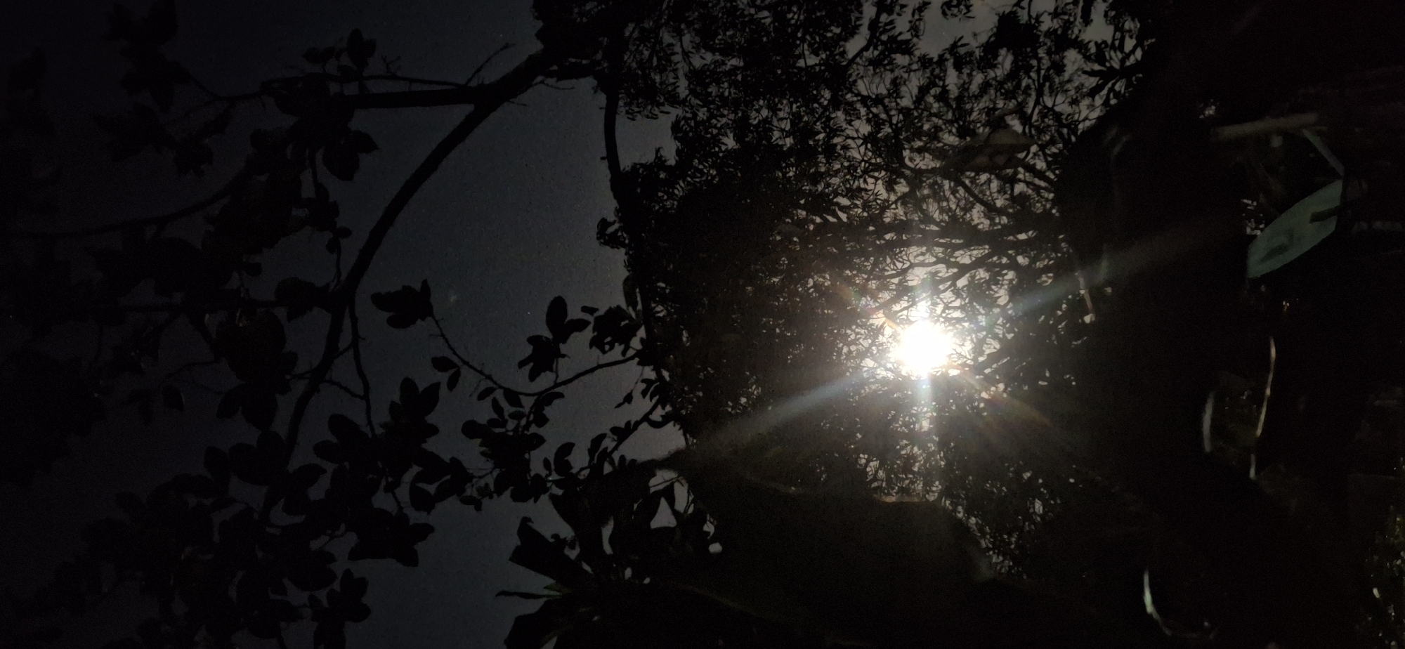 Moon Creates Starburst Effects Through Trees in Venezuelan Night Sky