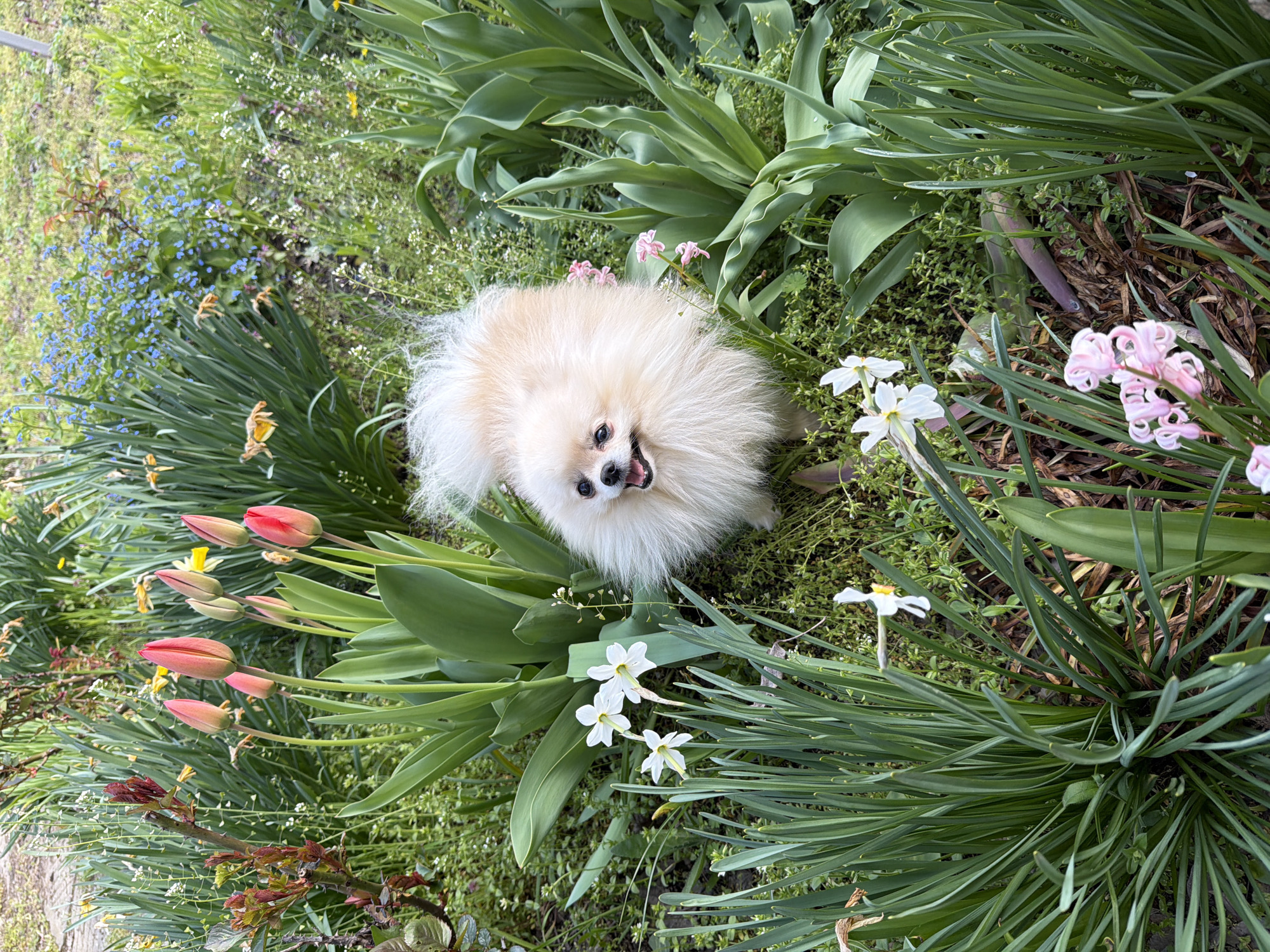 Pomeranian dog spotted around Bulgarian village amid spring flowers