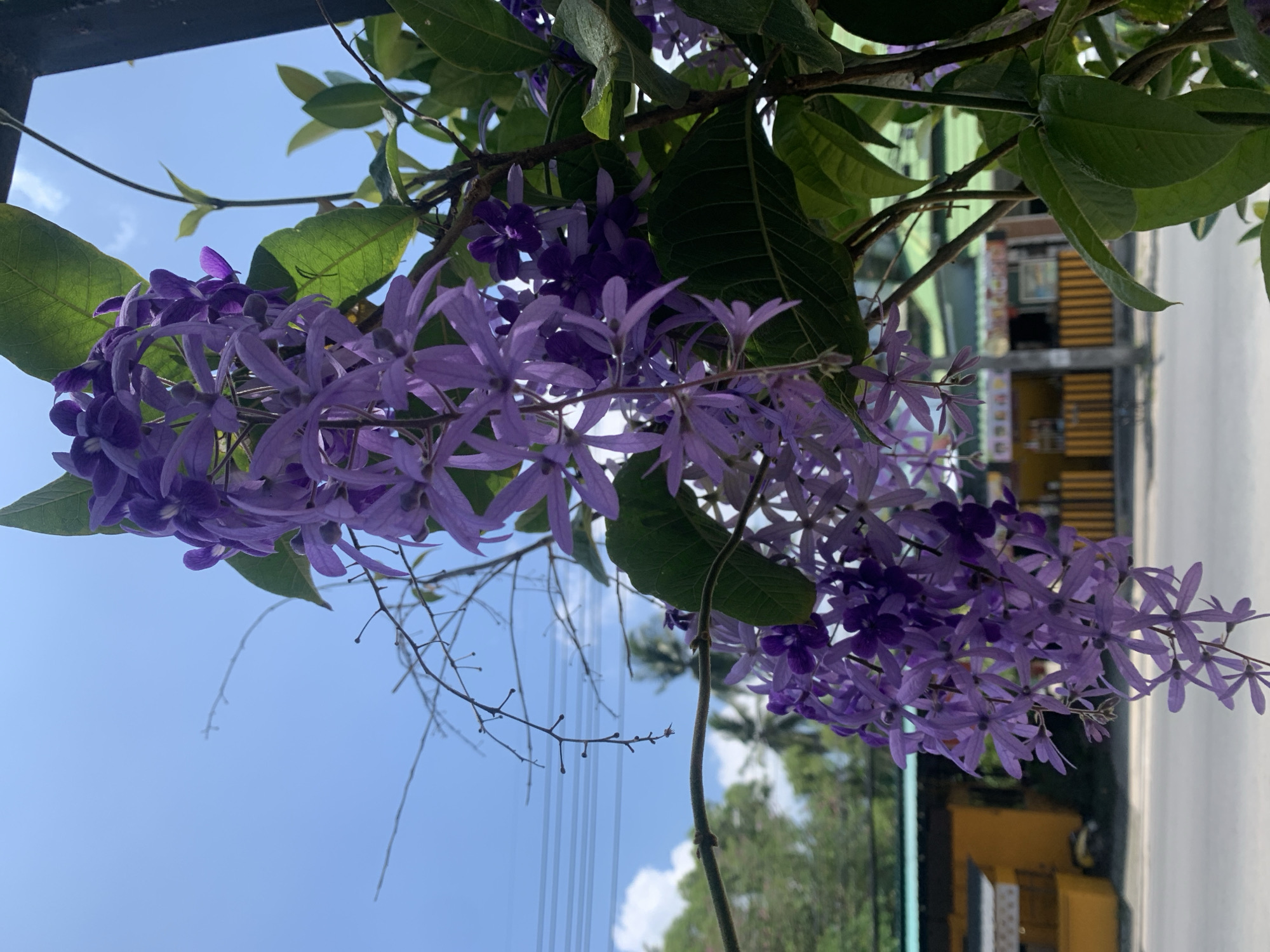 Purple flowering vine blooms captured in Ban Bang Rak