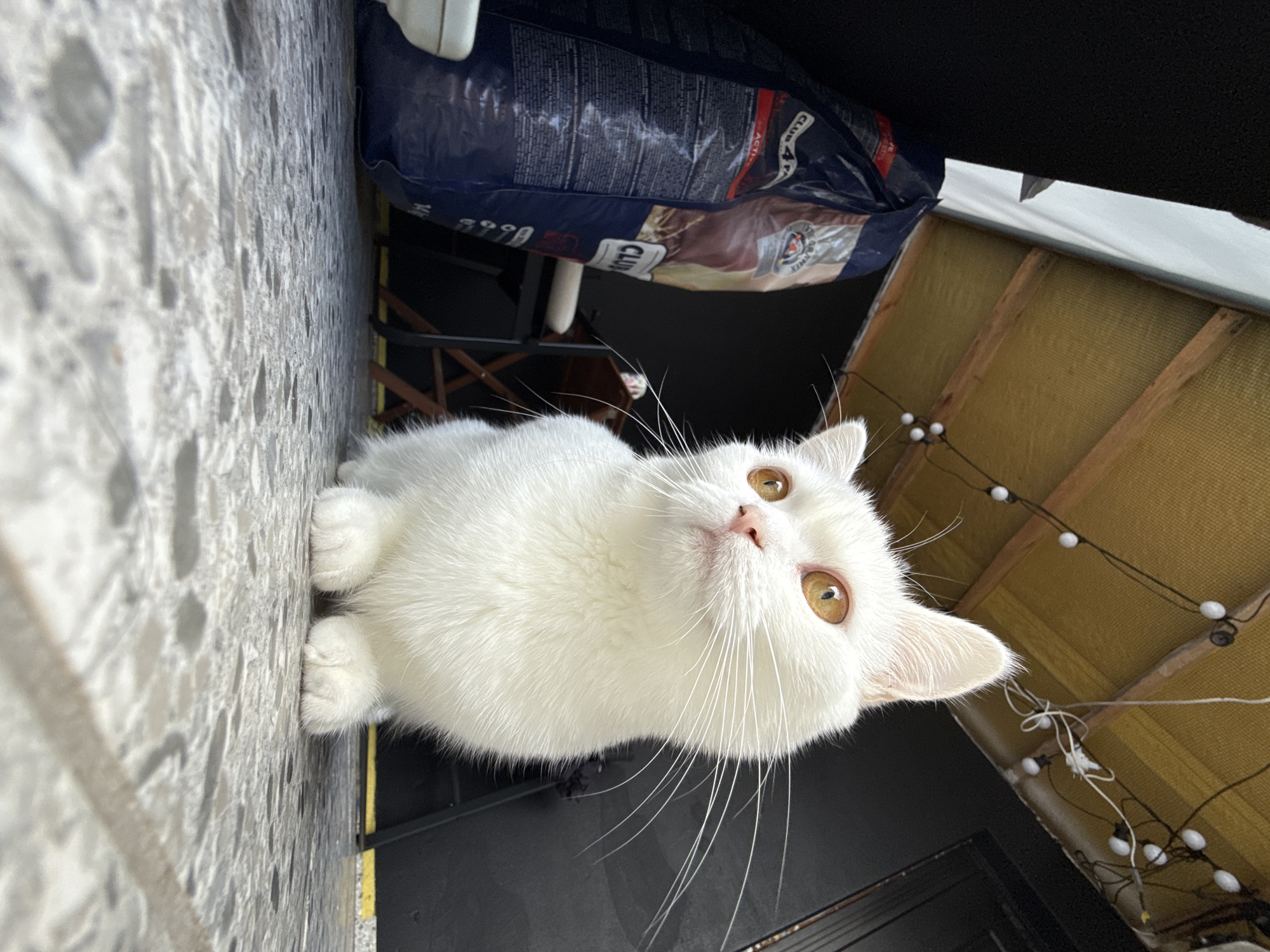 White cat with striking eyes, multiple close-up angles