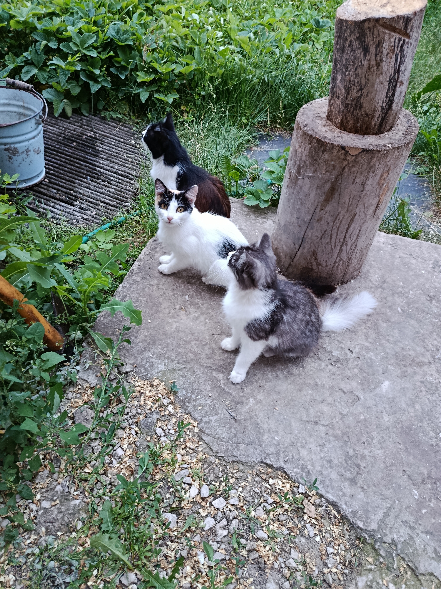 Evening scenes with cats and blooming roses in Marx, Russia