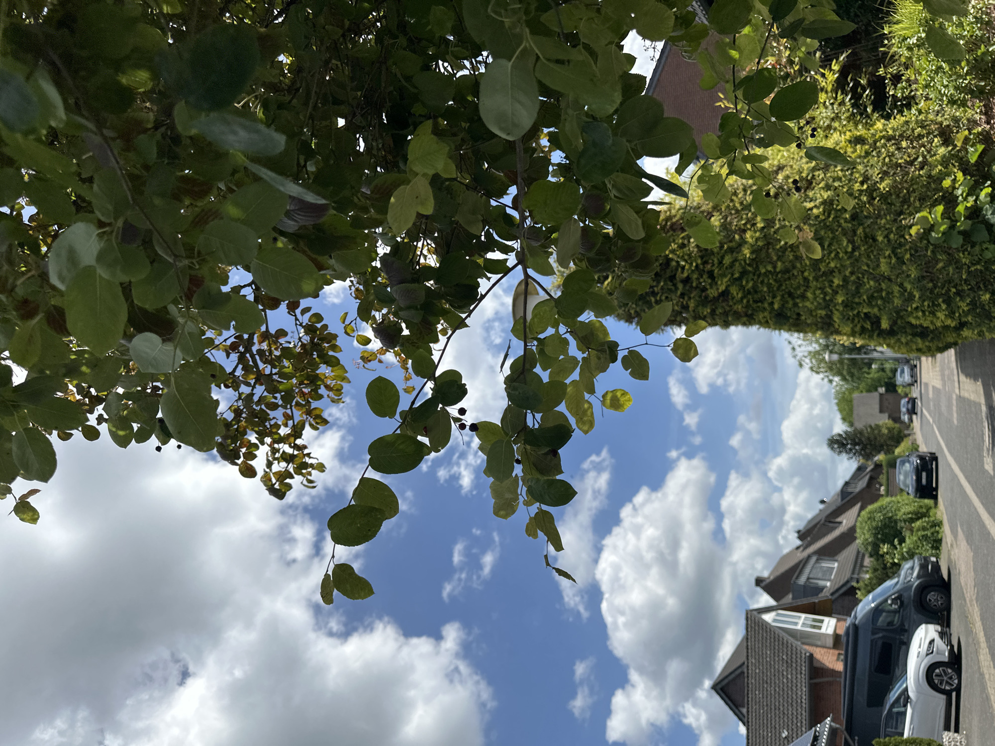 Hour-long flower-focused walk documented through Krefeld residential streets