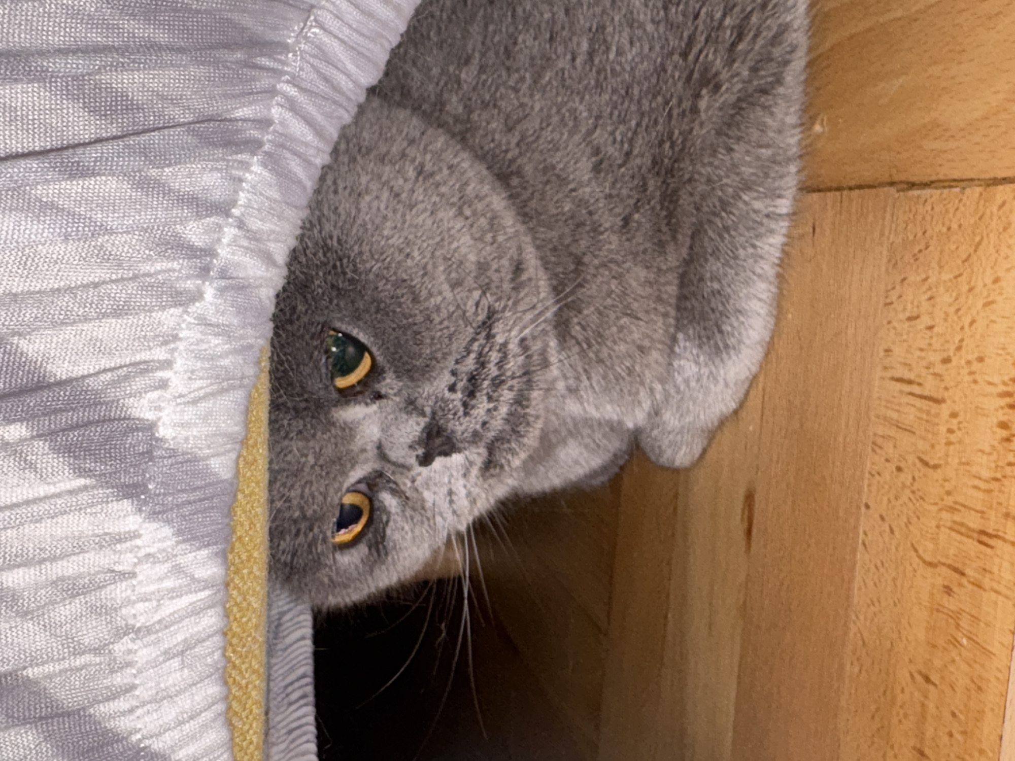 Gray cat spotted hiding under furniture in Burgas home