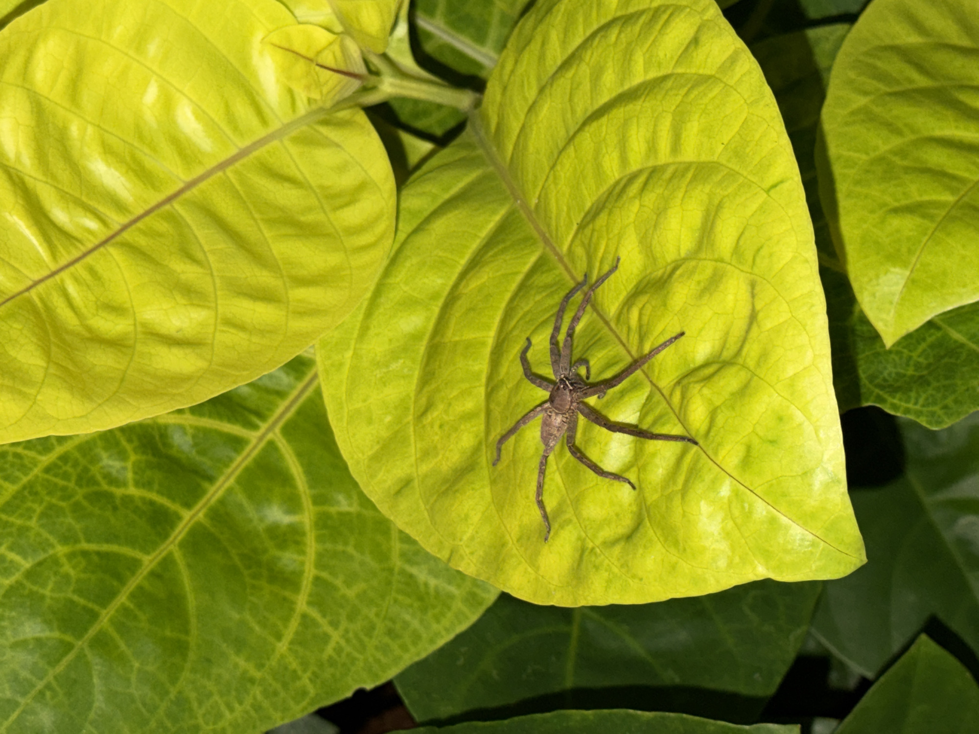 Spider spotted on yellow-green leaves in Kutuh, Indonesia