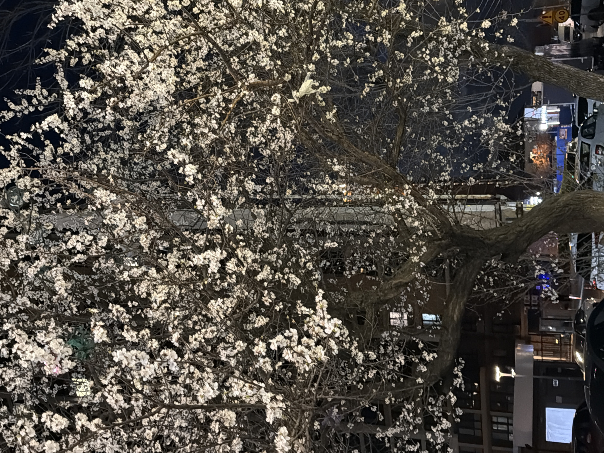 White blossoming tree illuminates nighttime street in Rostov-on-Don
