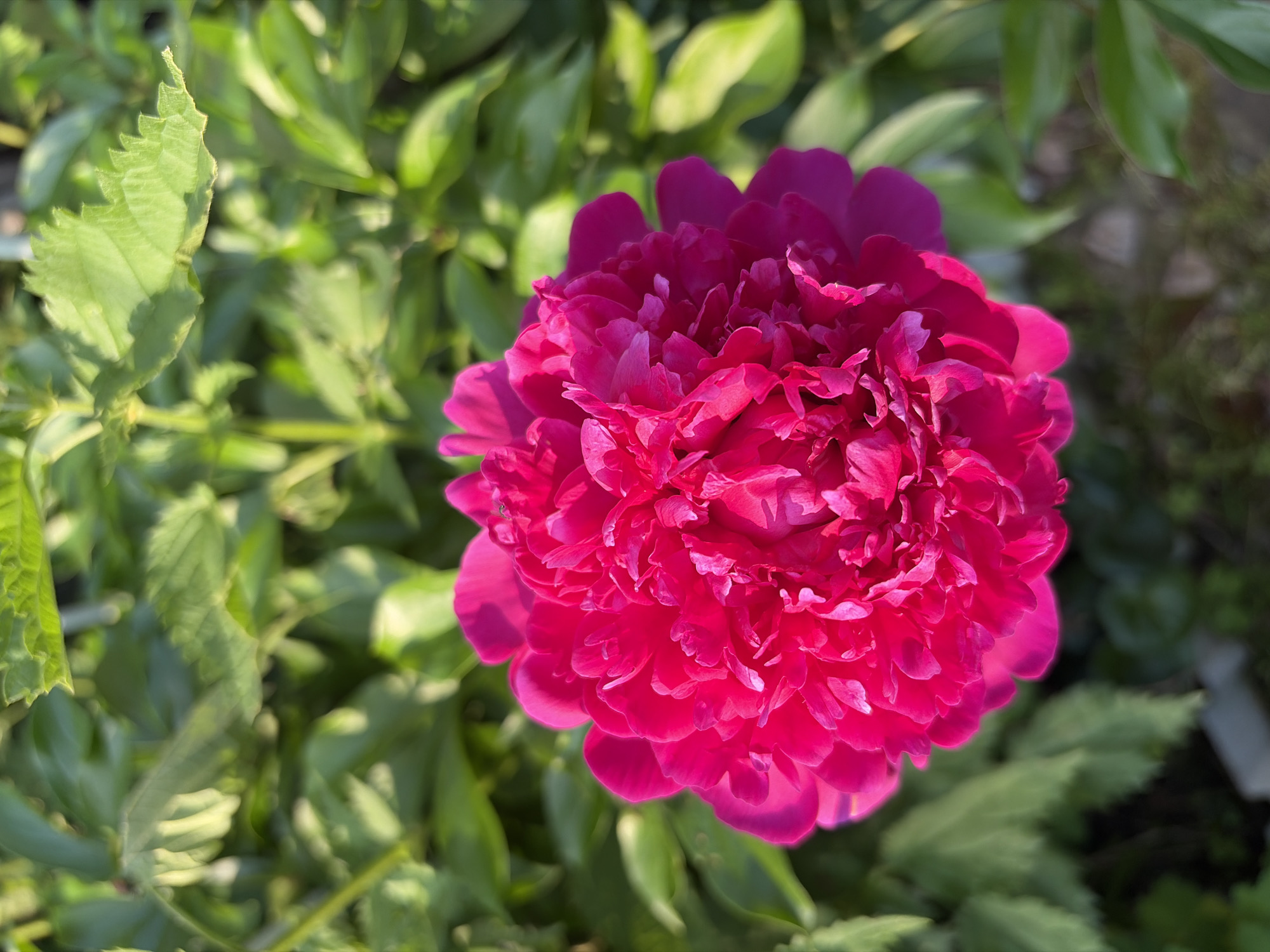 Peonies, berries, and insects in a Siberian summer garden