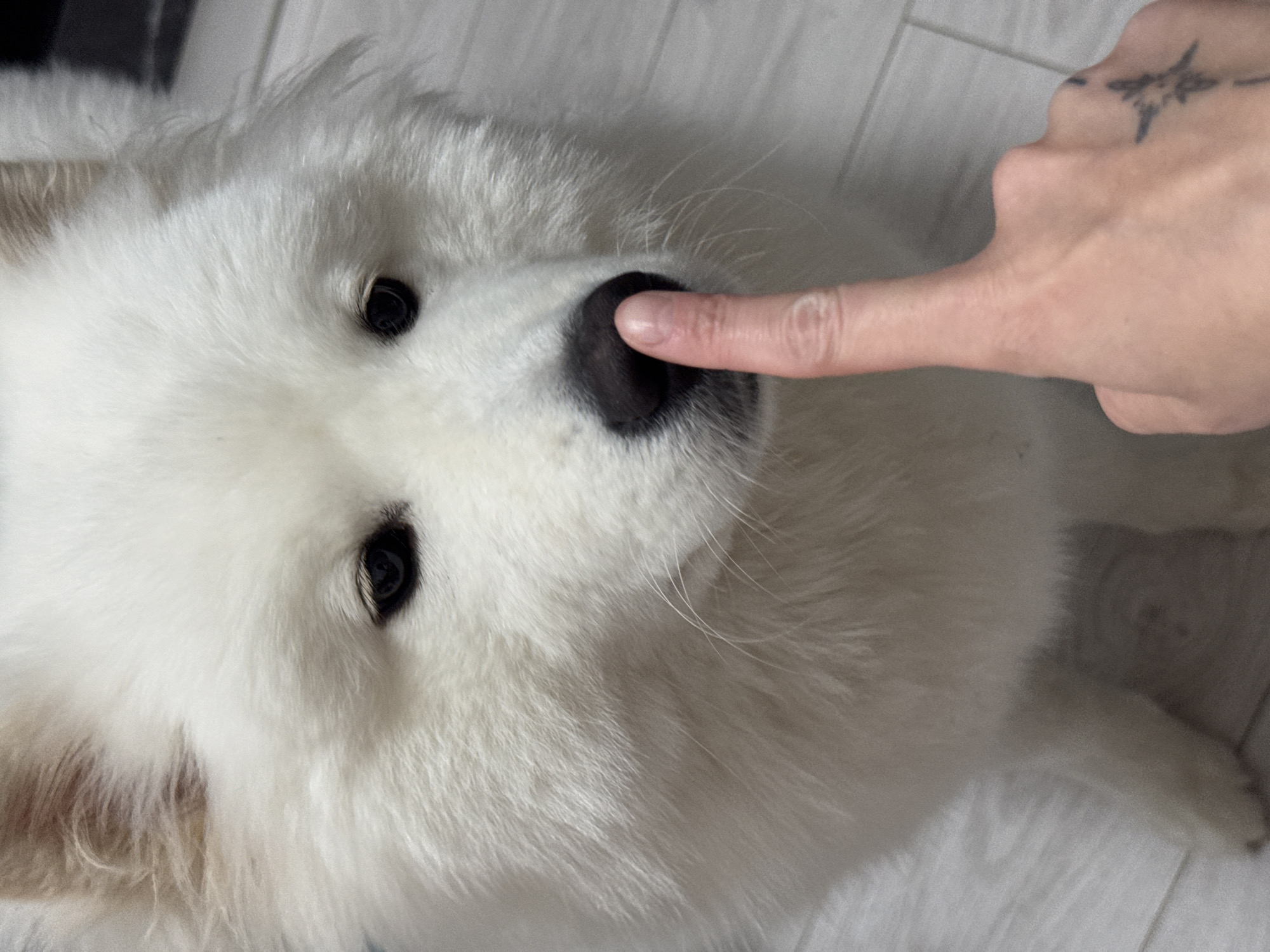 Fluffy Samoyed gets a nose boop in Chaikovsky