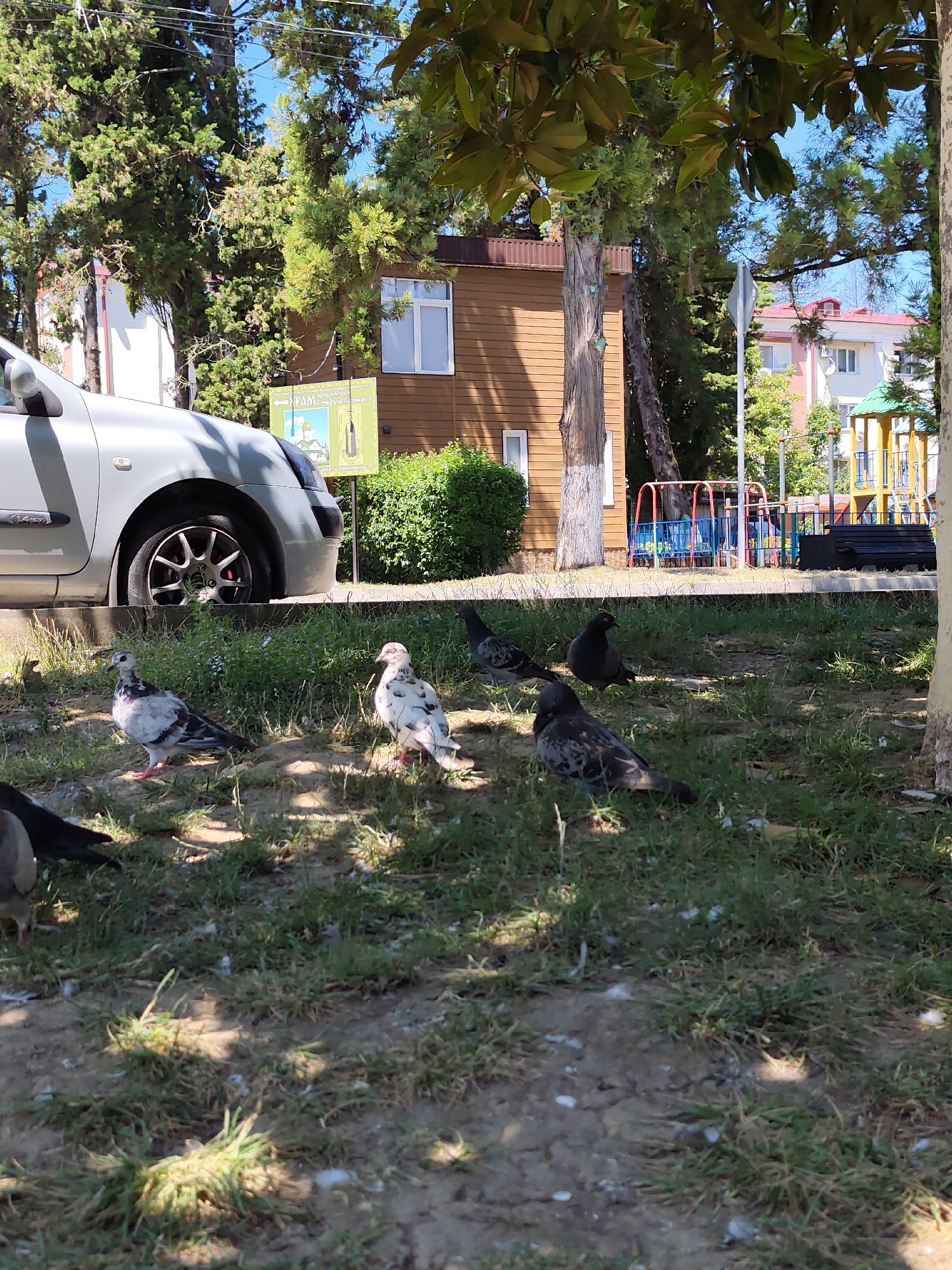 Quiet summer morning at a shaded park in Sochi