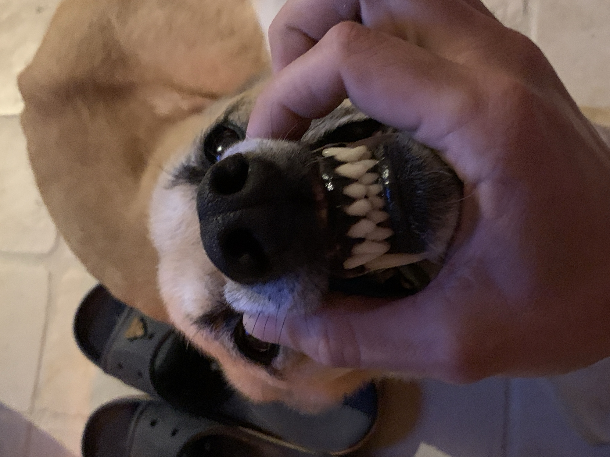 Dog dental examination captured in Tel Aviv