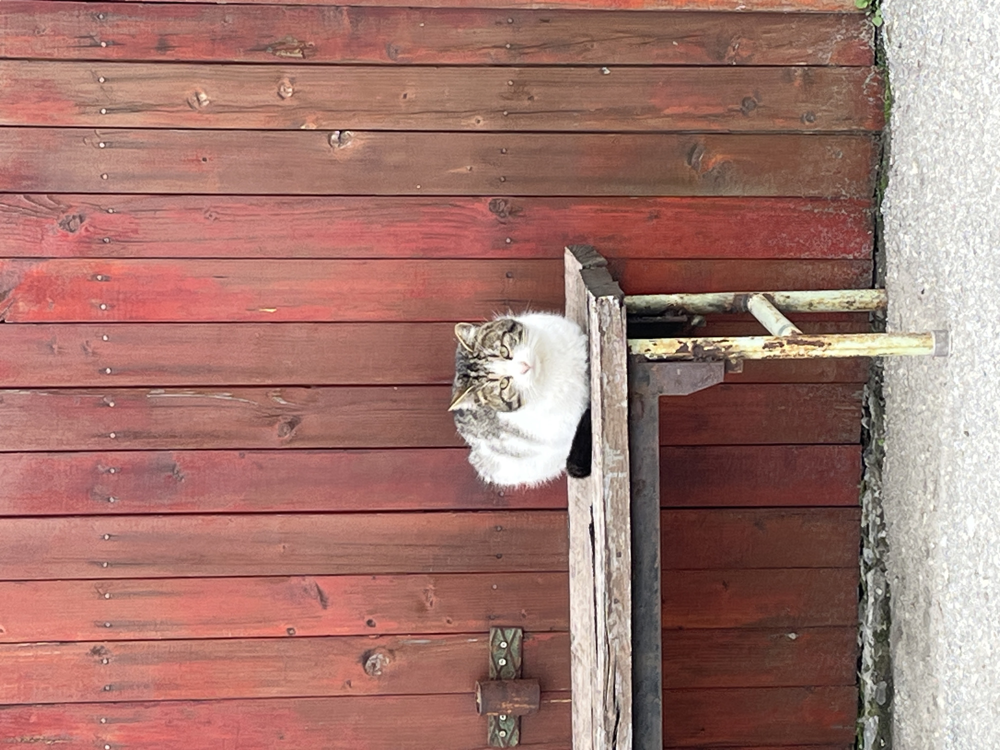 Cat rests on wooden door structure in Pchelnik