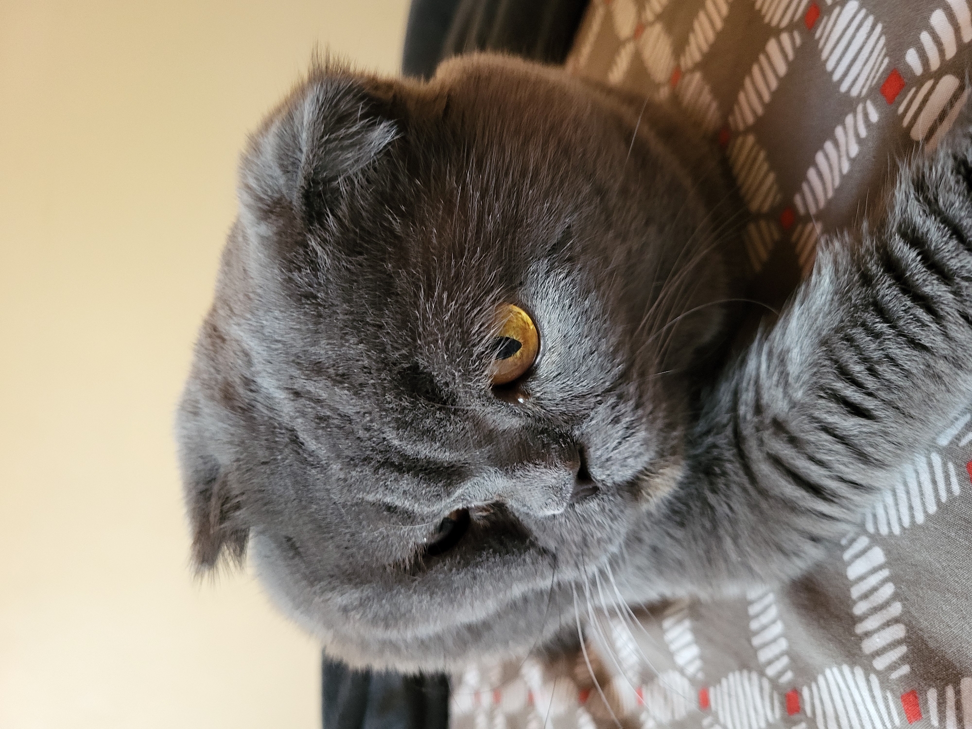 Lazy evening in with a Scottish Fold cat and a decent sunset