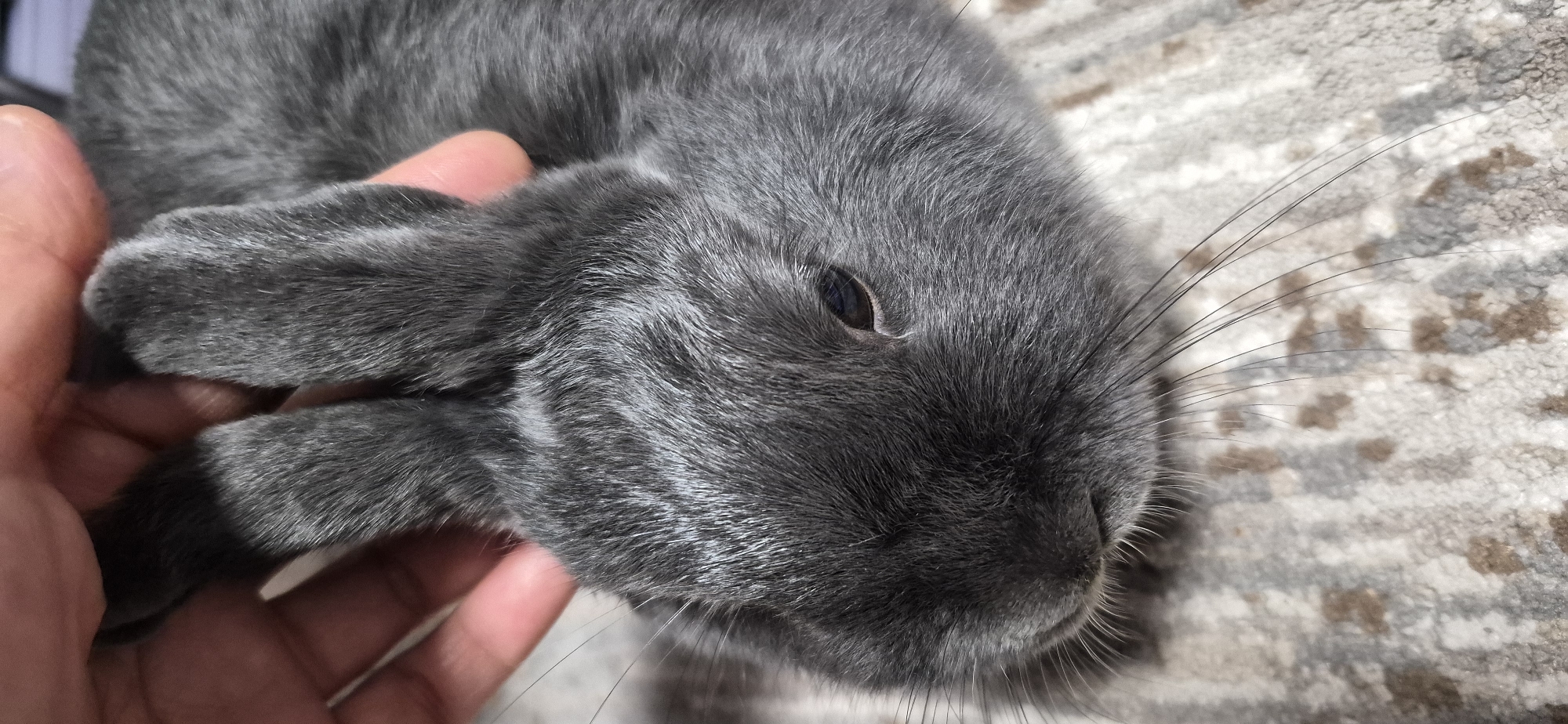 Pet rabbit and aquarium animals at home in Ussurijsk