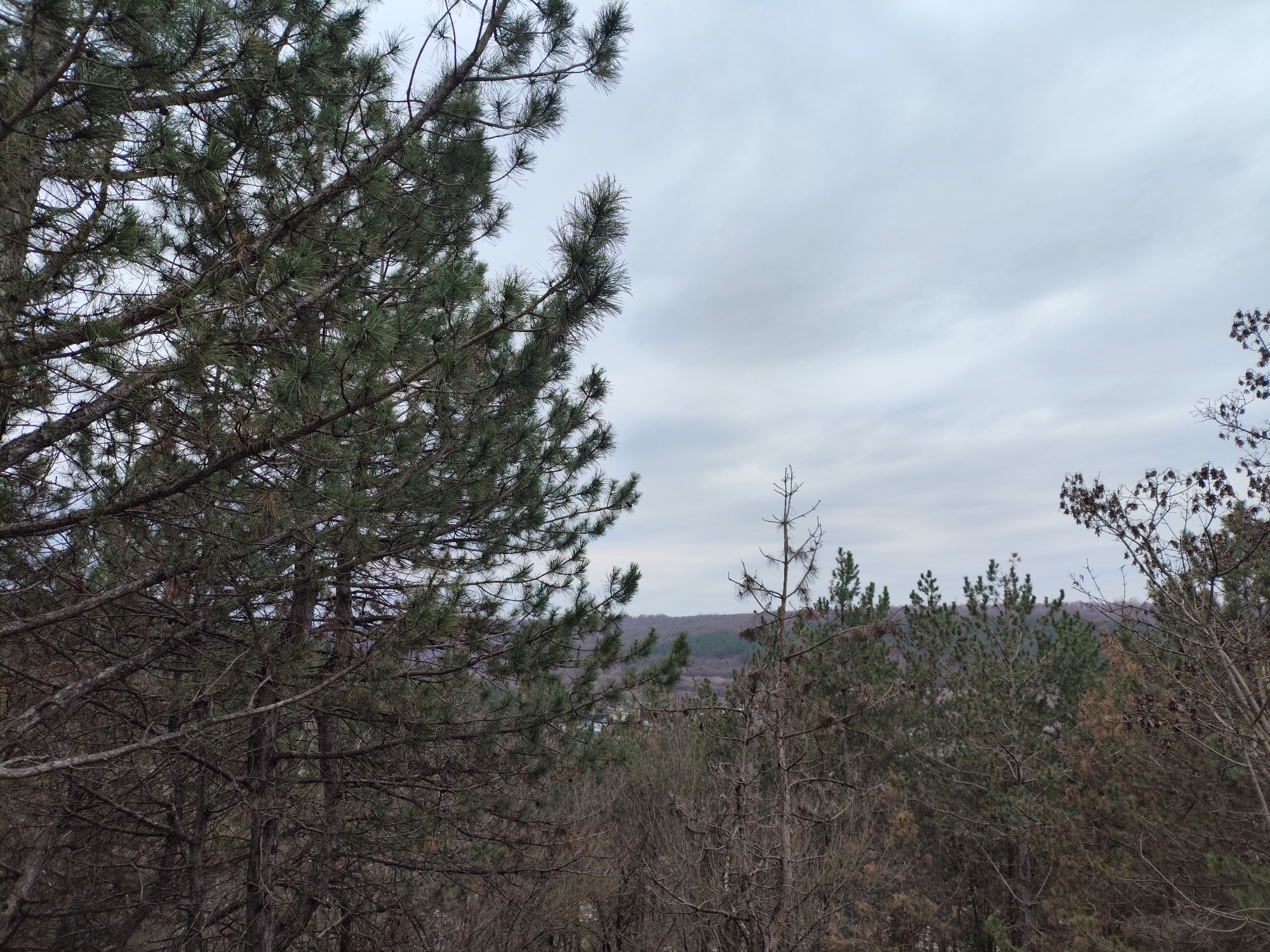 Elevated tree view captured in Rybnitsa, Moldova