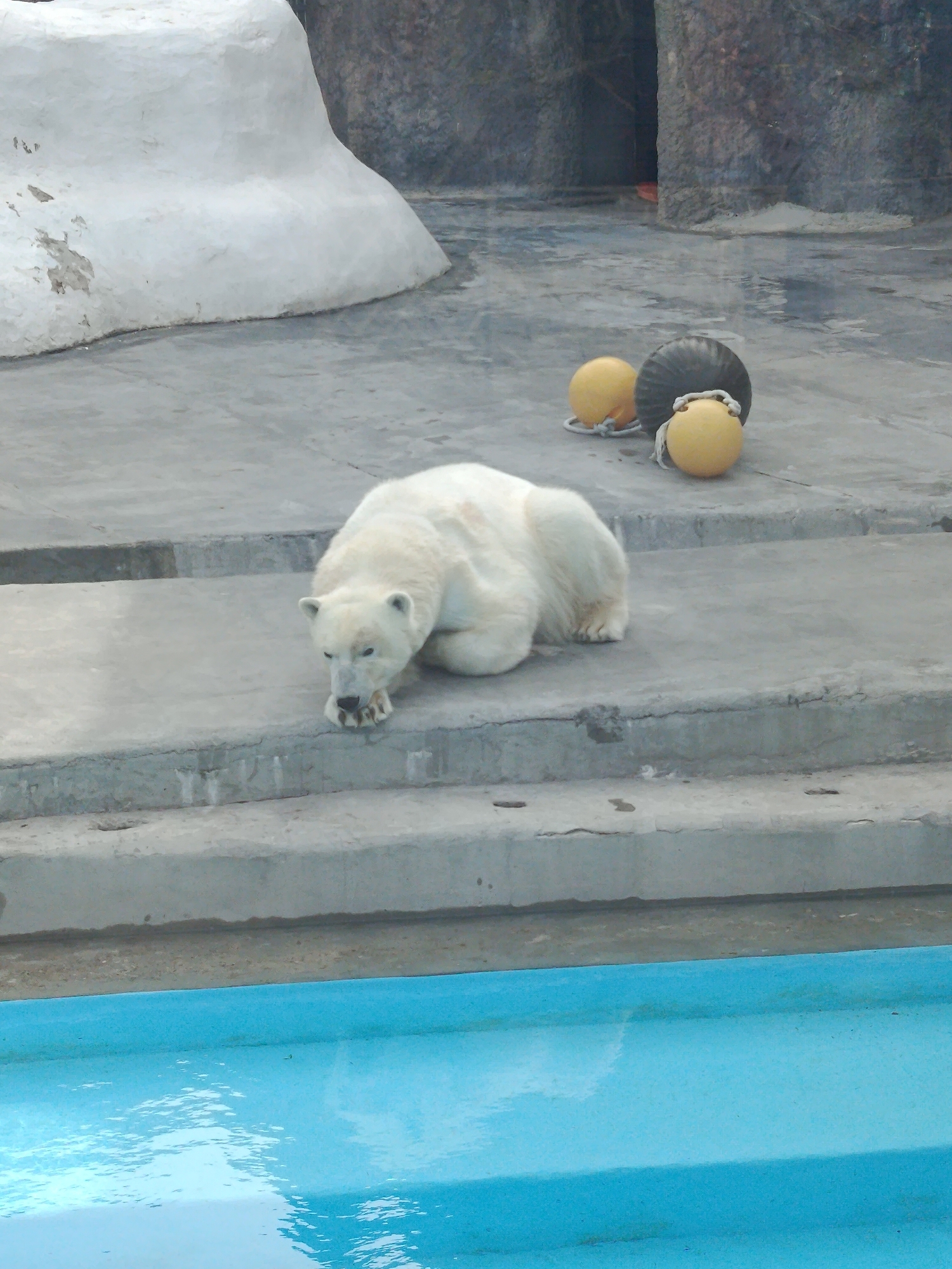Woman documents early morning zoo visit with selfies in Izhevsk