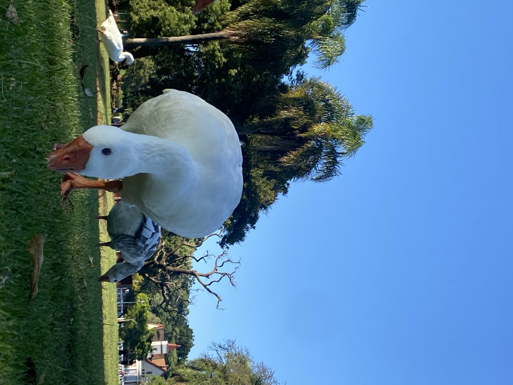 Evening scenes of park wildlife and city life in Buenos Aires
