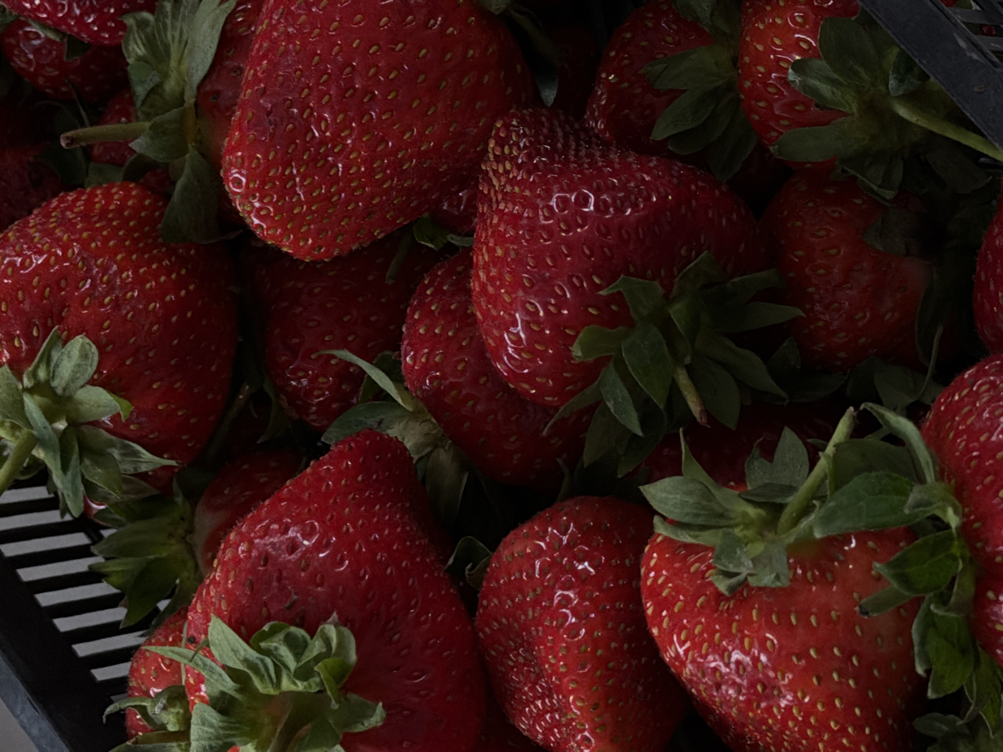 Cat plays with strawberries in Kazan home