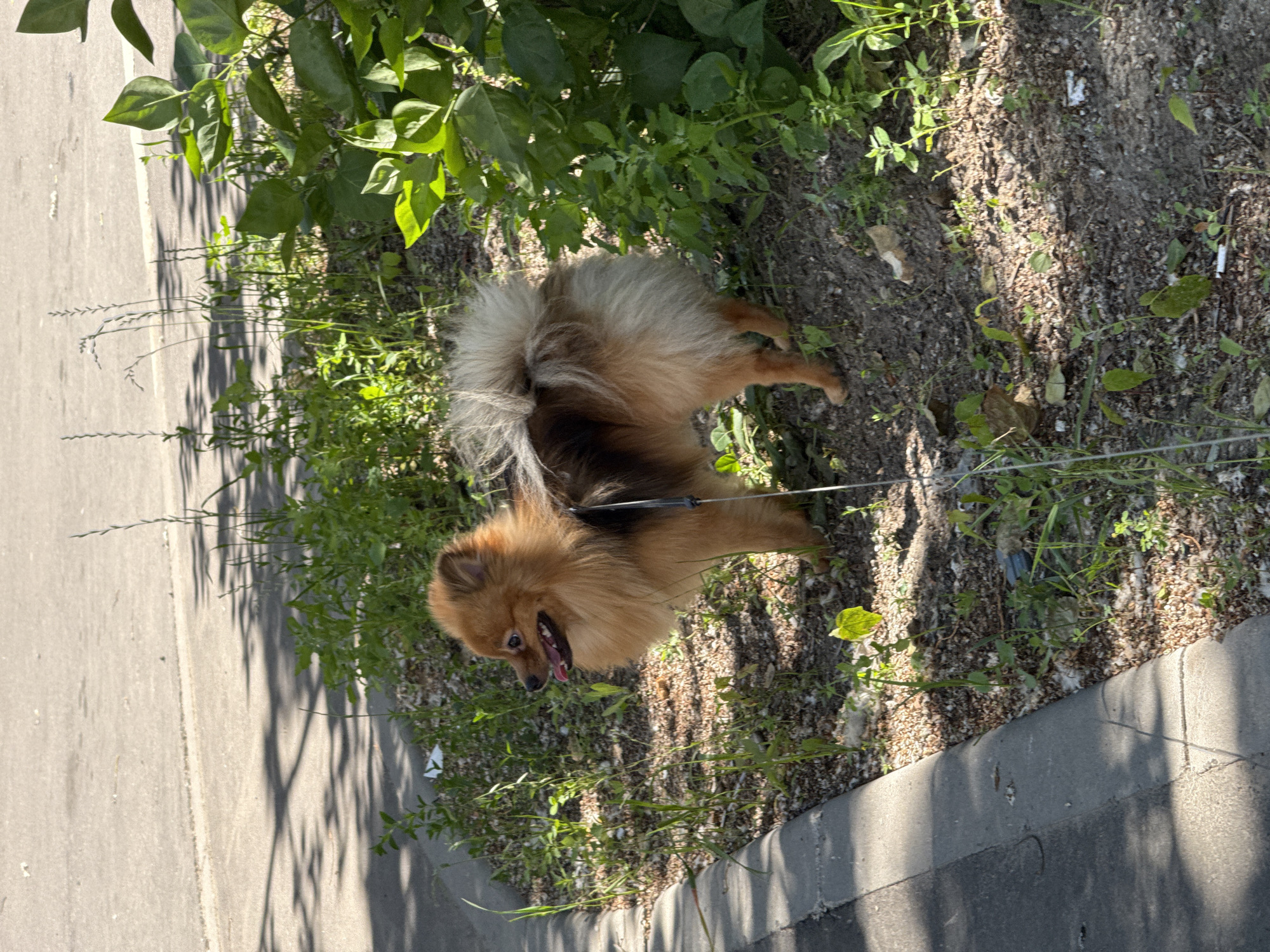Pomeranian on a summer walk near Novodevichy Convent, Moscow