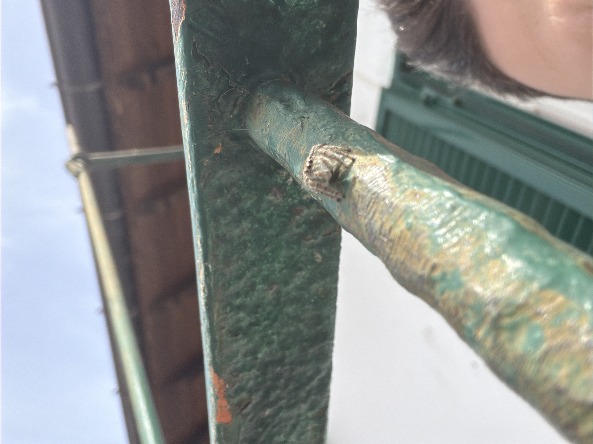 Spider spotted on weathered green railings in Milan