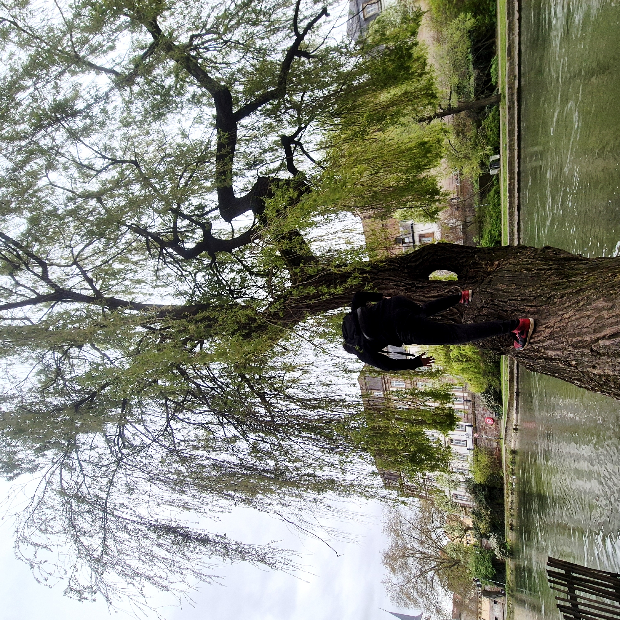 Person climbs willow tree over river in Strasbourg