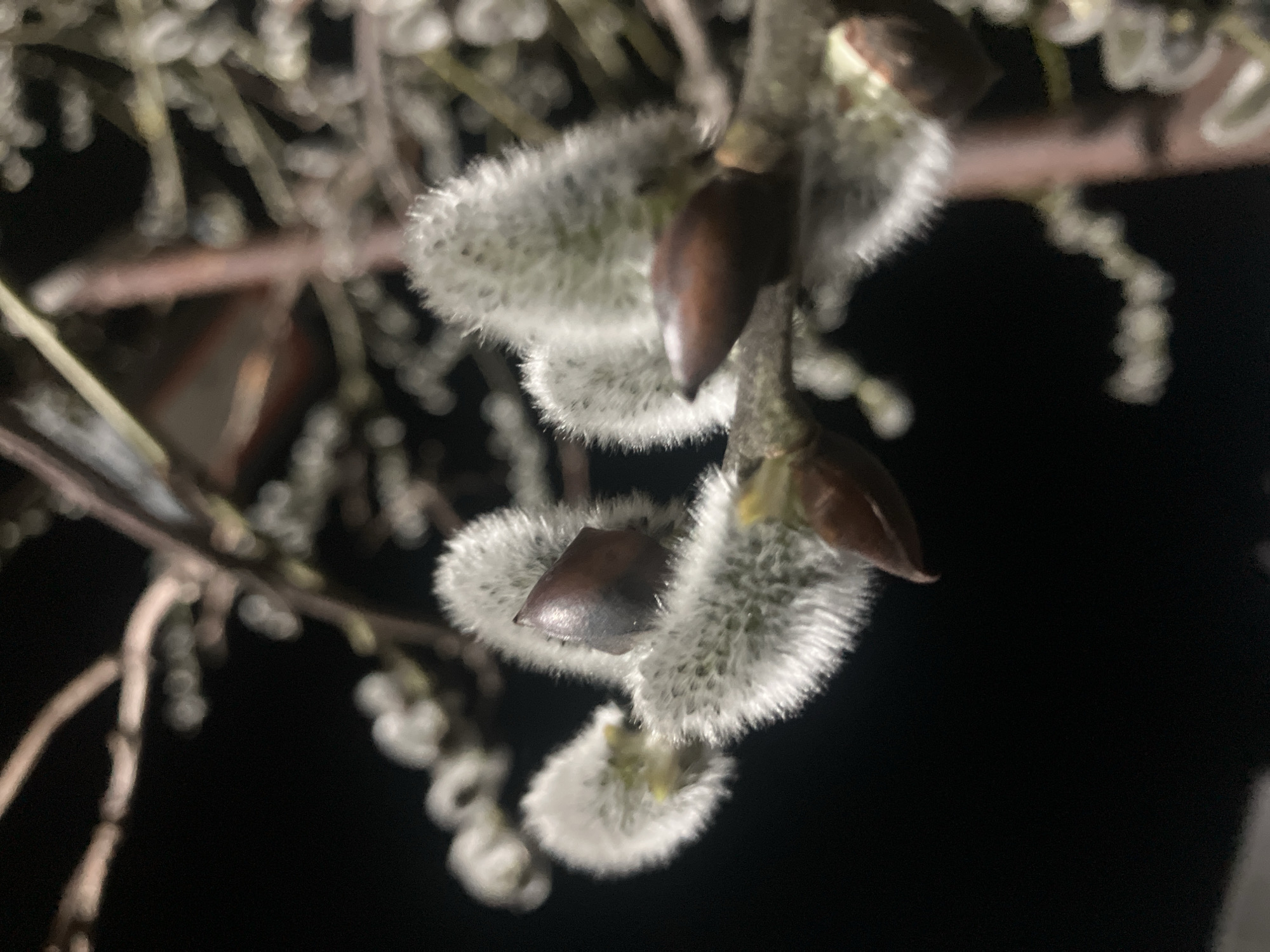 Spring pussy willow blossoms documented in Noviy, Russia