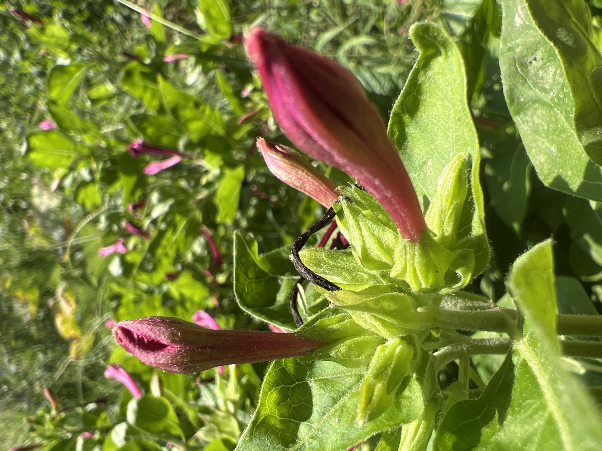 Morning garden macro tour through flowering and fruiting plants in Tashkent