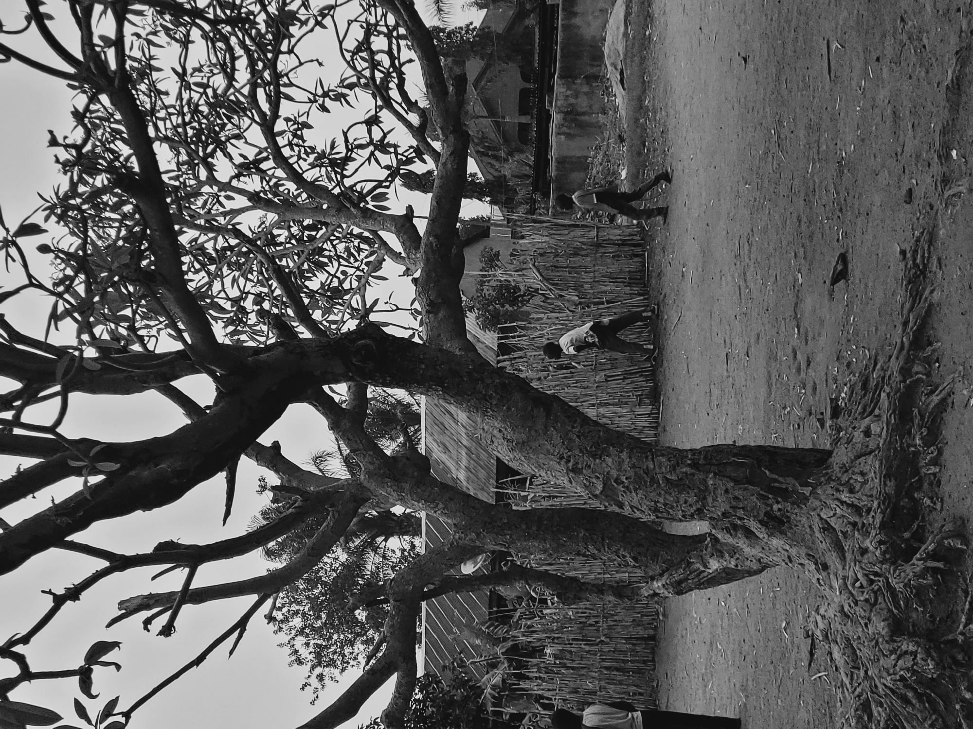 Children gather outdoors near leafless tree in Udu, Nigeria