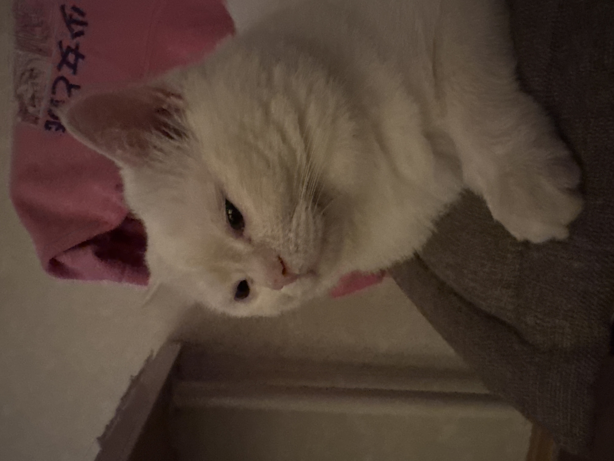 White cat resting on a couch, shot up close