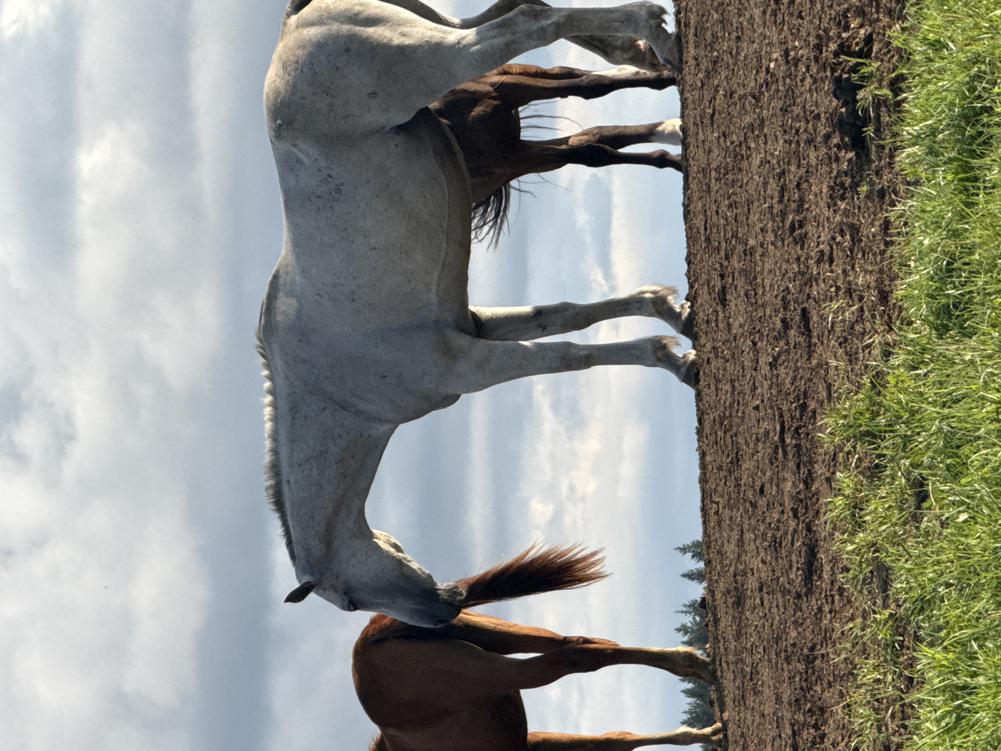 Horses, wildflowers, and a rural Lithuanian evening