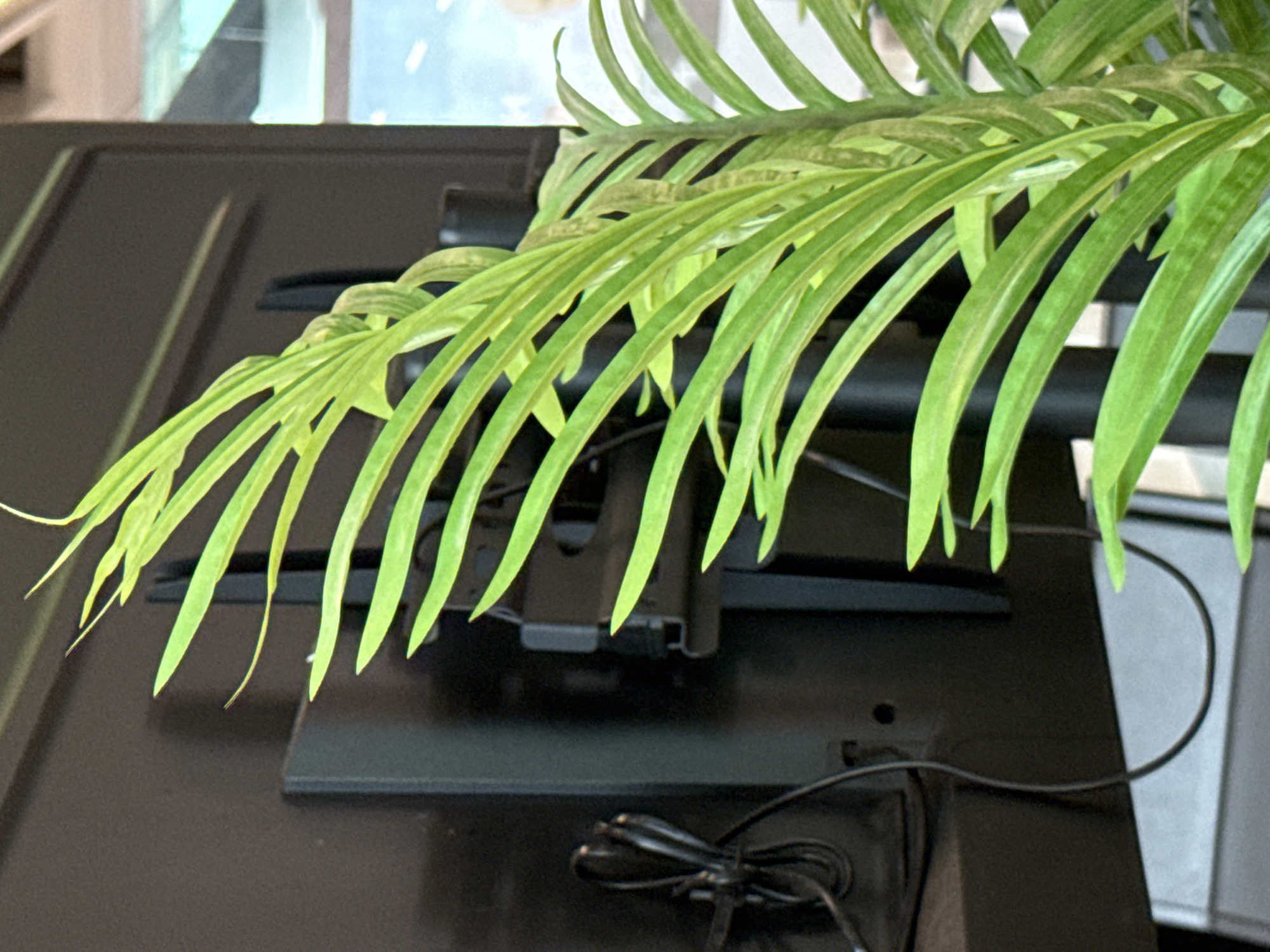 Indoor café plants and décor details, Ob, Russia