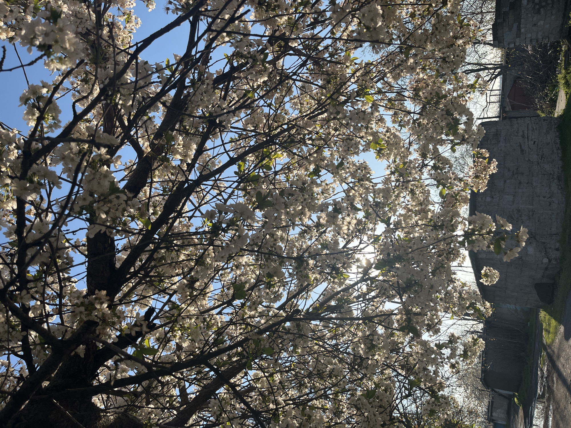 Spring flowers bloom in Kryvyi Rih parks and gardens