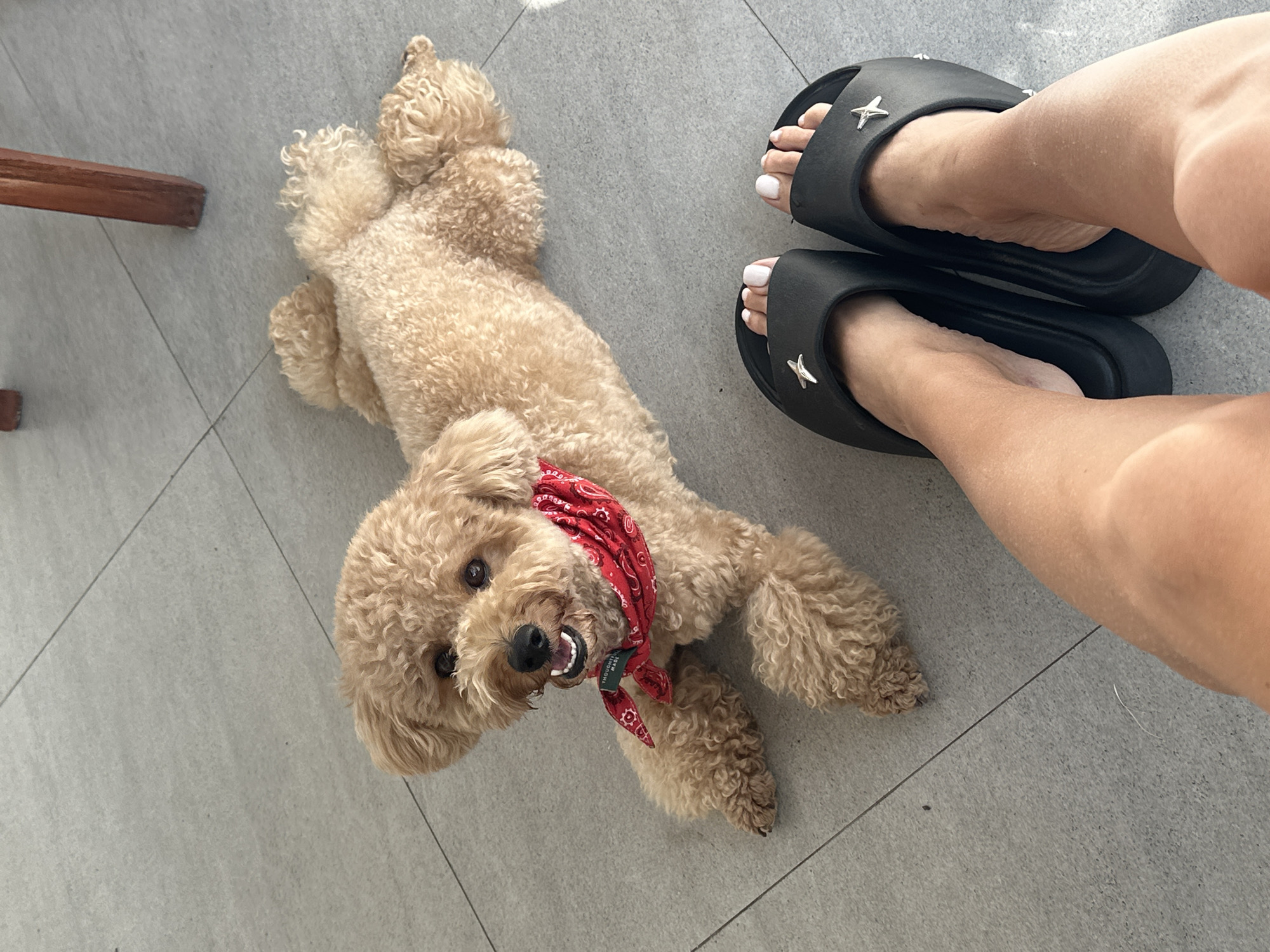 Poodle photographed multiple times on North Kuta patio early morning
