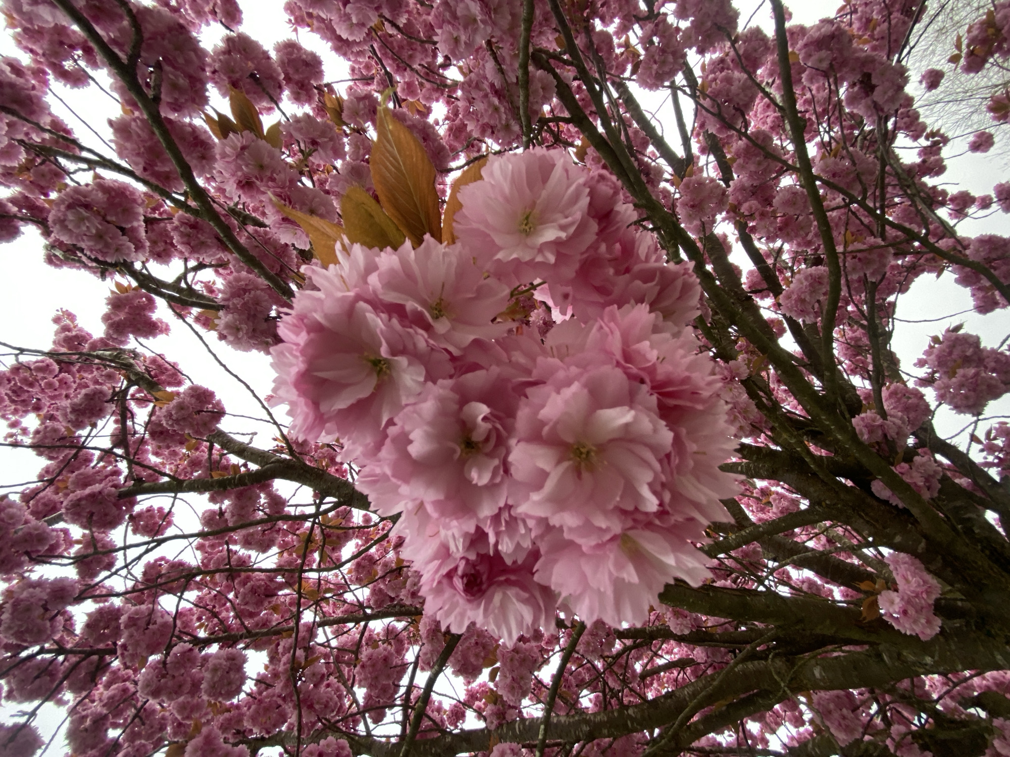 Spring cherry blossoms and dog observed in Truchtersheim
