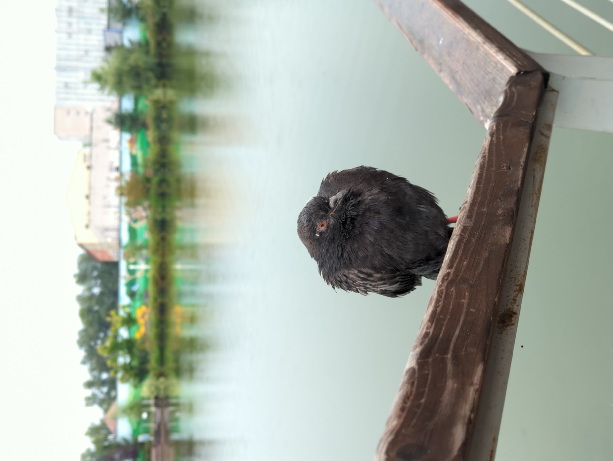 Pigeon on a worn wooden railing in Kazan