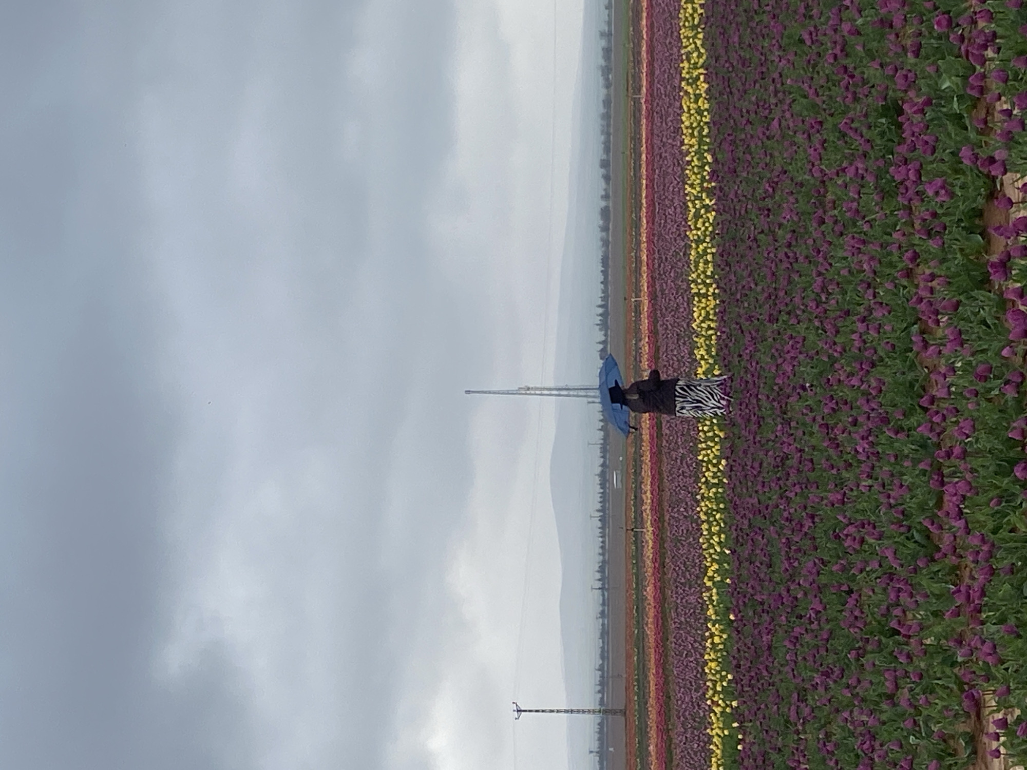 Tourists visit colorful tulip fields in Kazımkarabekir, Turkey