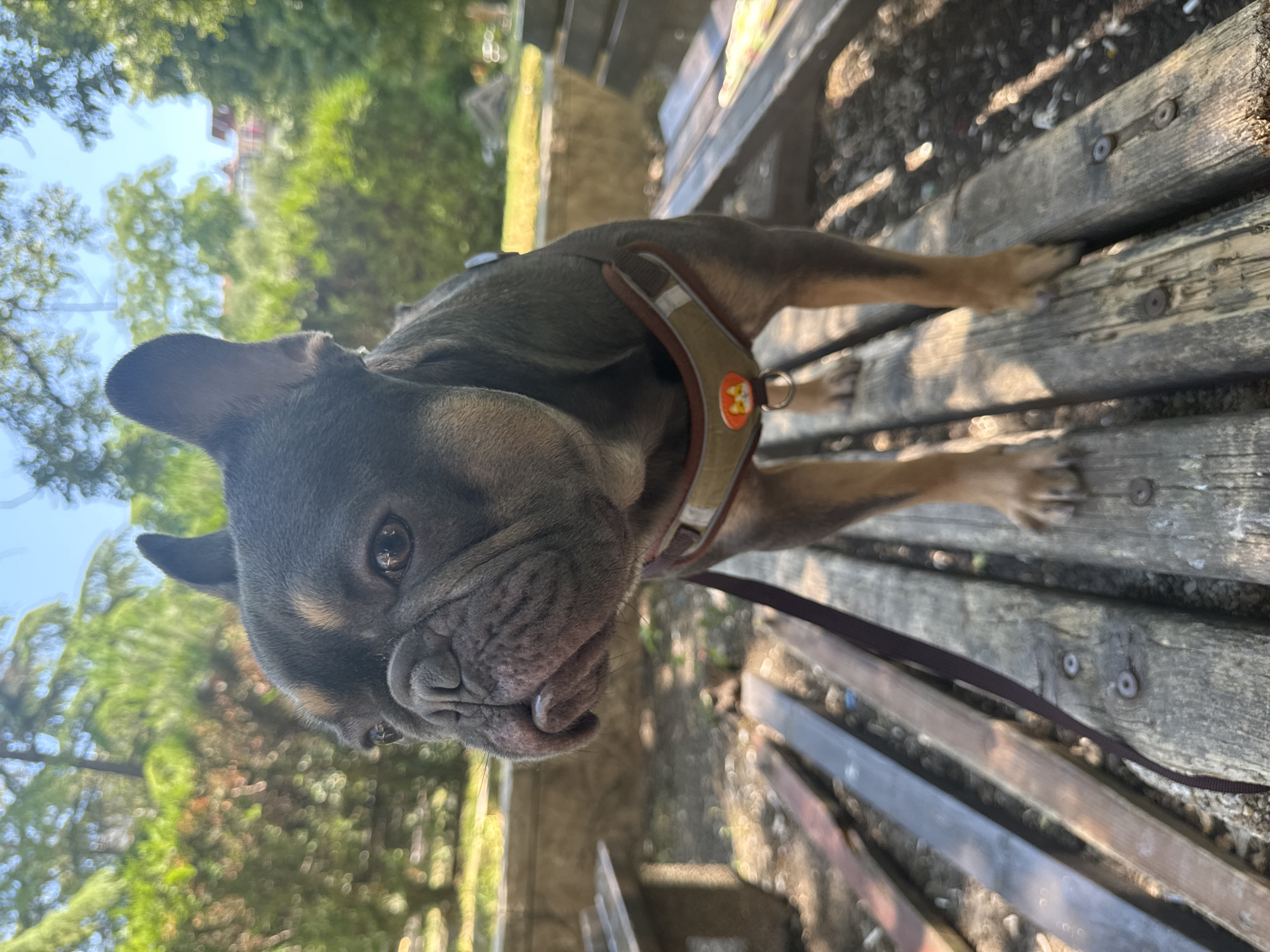French bulldog chilling at a Burgas park on a June morning